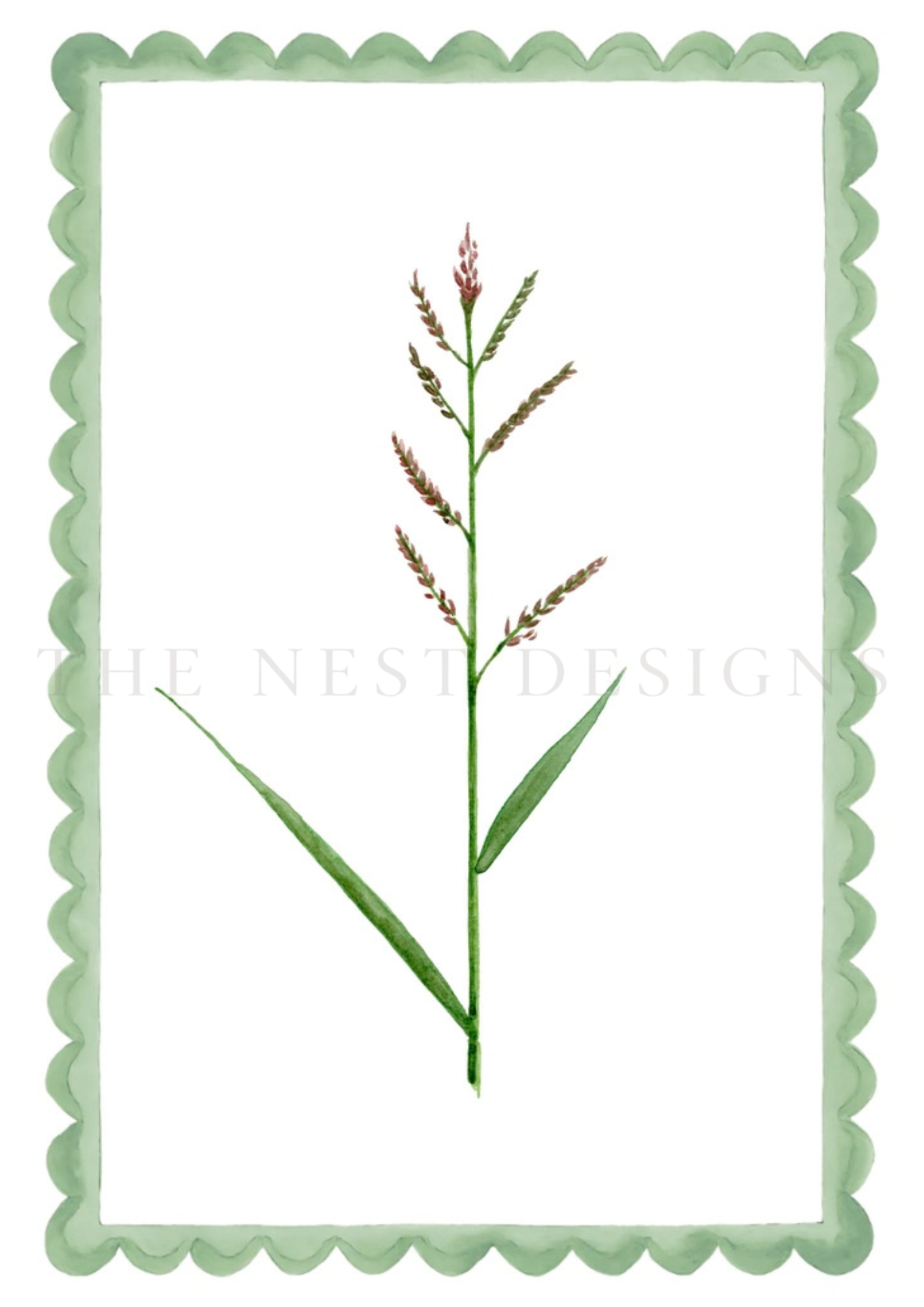 Watercolor illustration of a grass plant with green leaves and reddish flower spikes, framed by a scalloped green border.