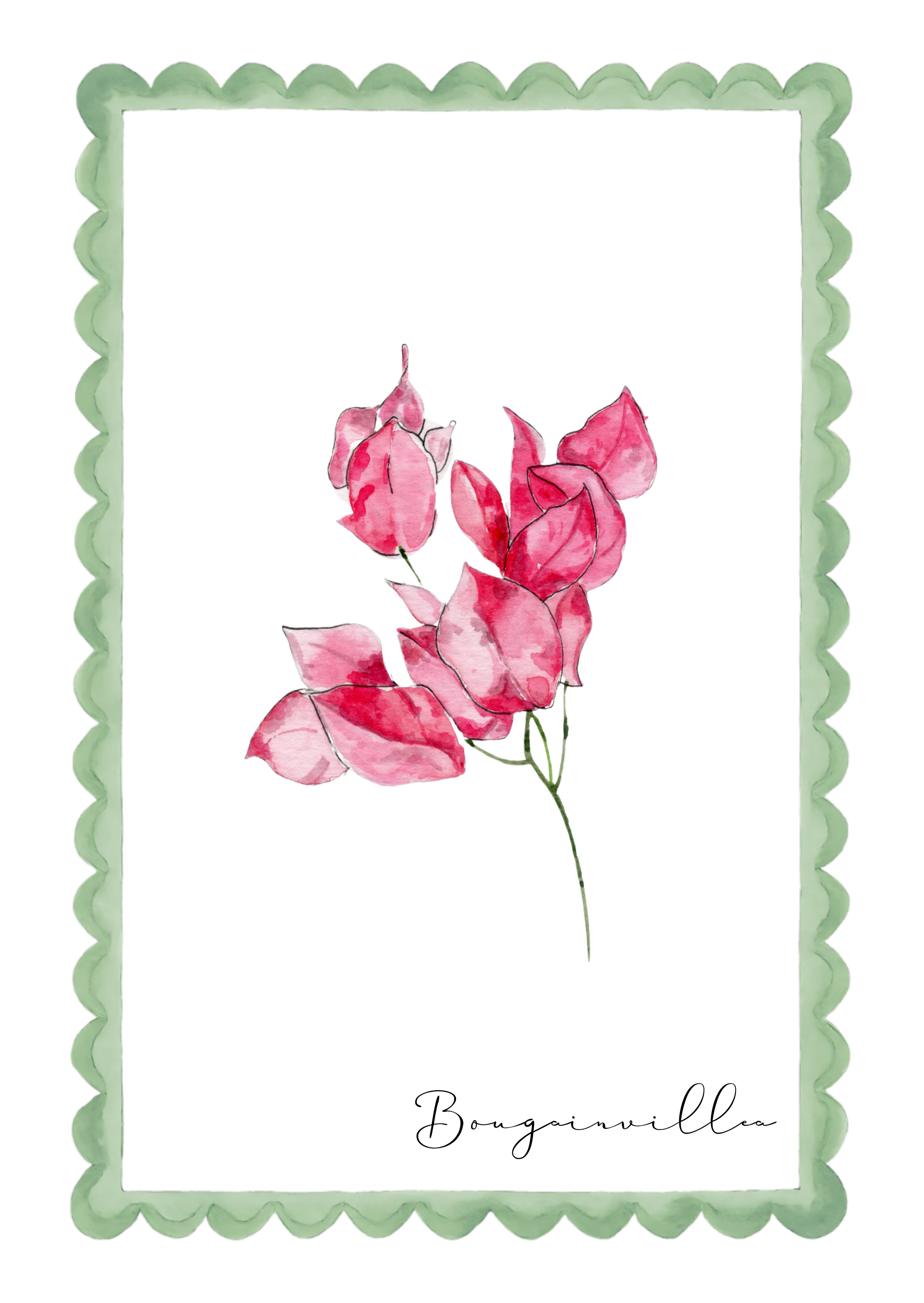 Watercolor illustration of pink bougainvillea flowers with green leaf accents, surrounded by a decorative scalloped green border, with the word 'Bougainvillea' written in cursive at the bottom.