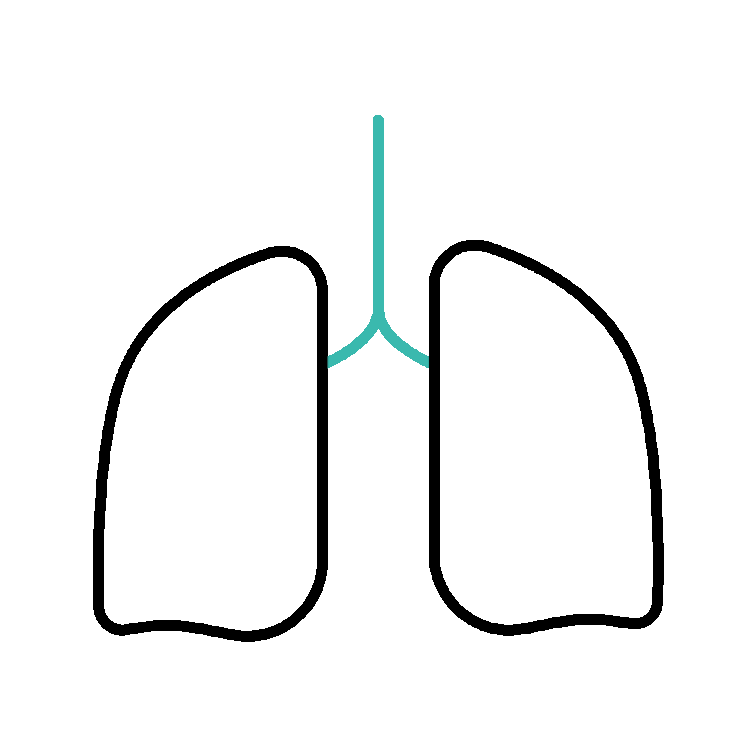 Diagram of human lungs in black outline with a blue trachea and bronchi.