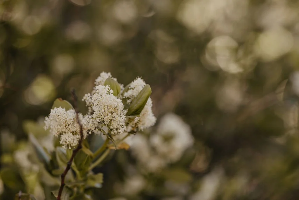 Flowers in Central Oregon