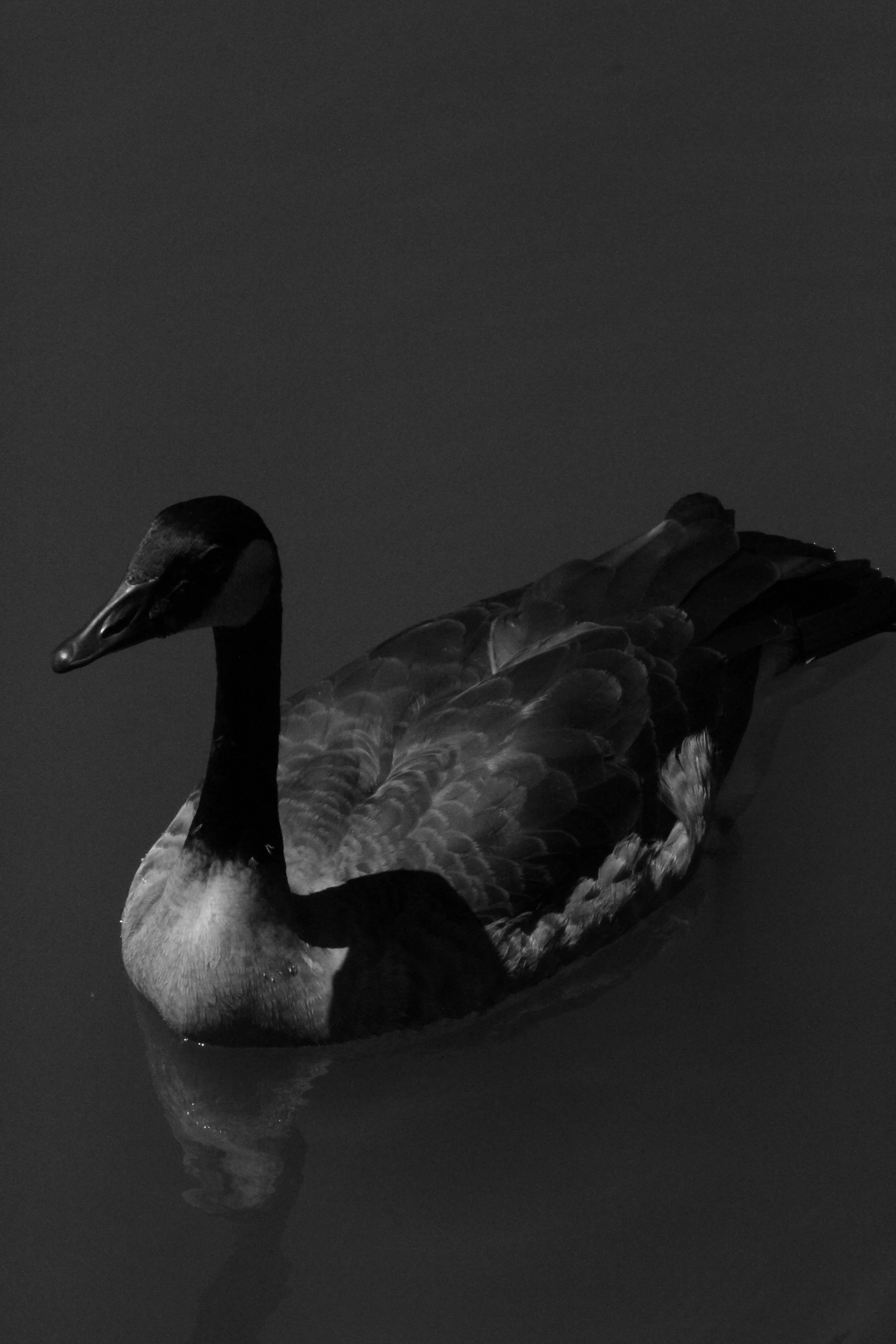A black and white photo of a Canada goose swimming on water.