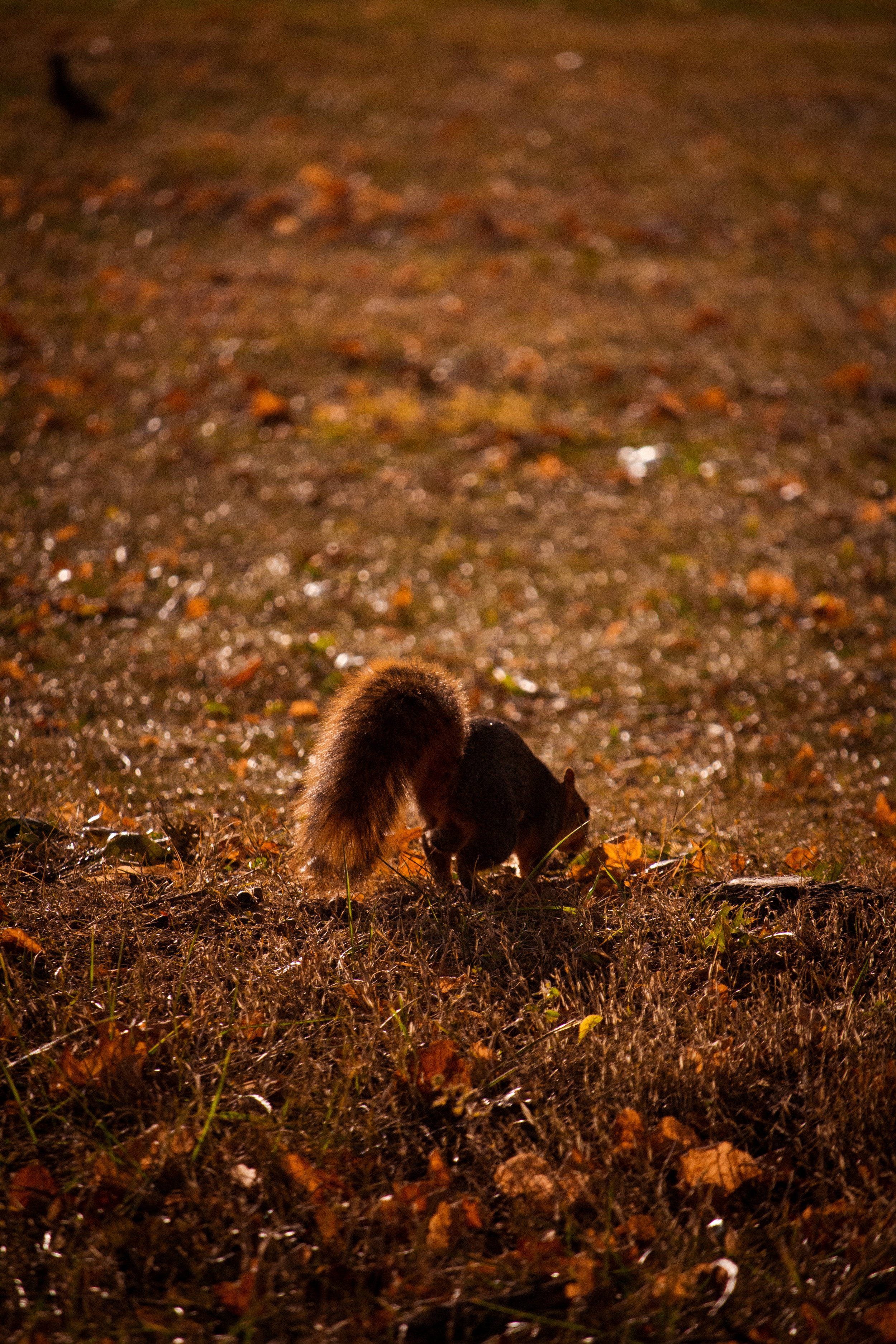 A squirrel on the ground near fallen leaves in a natural outdoor setting at night.