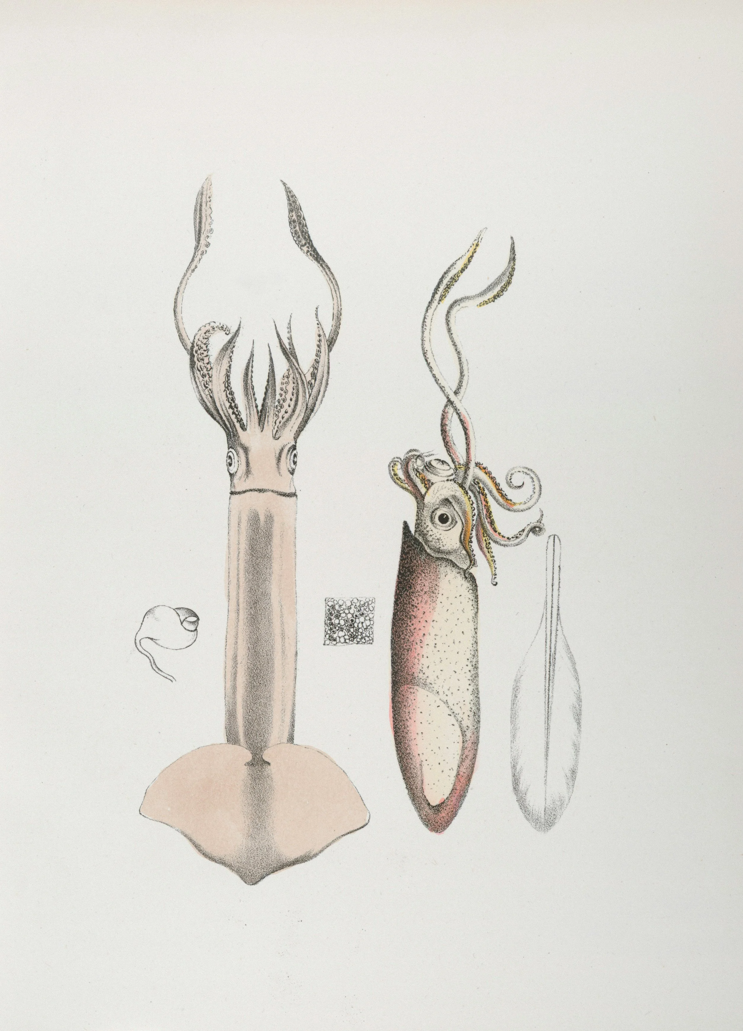 Historical scientific illustration of squid anatomy, combining observation, classification, and curiosity.