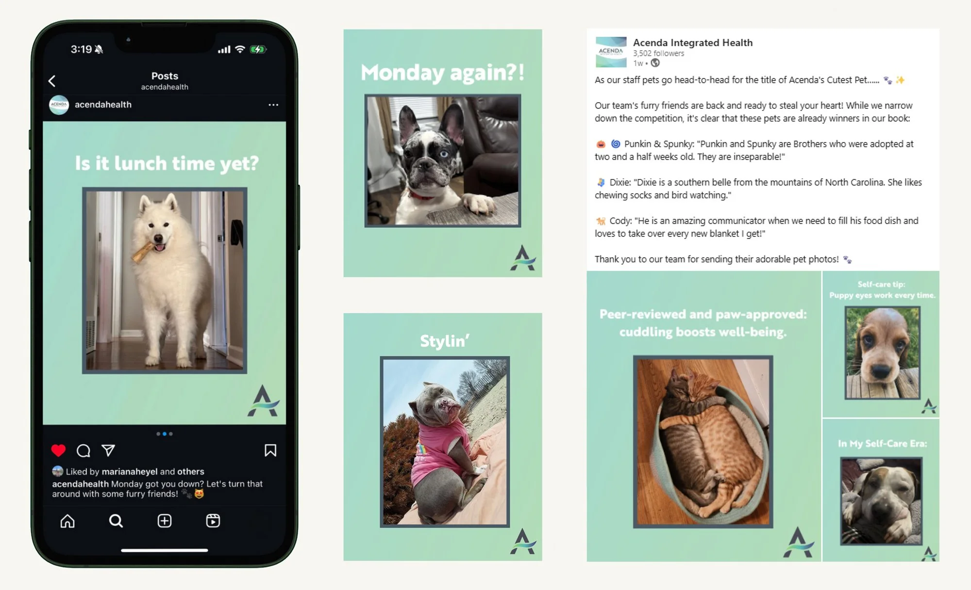 Paws & Claws social media campaign assets