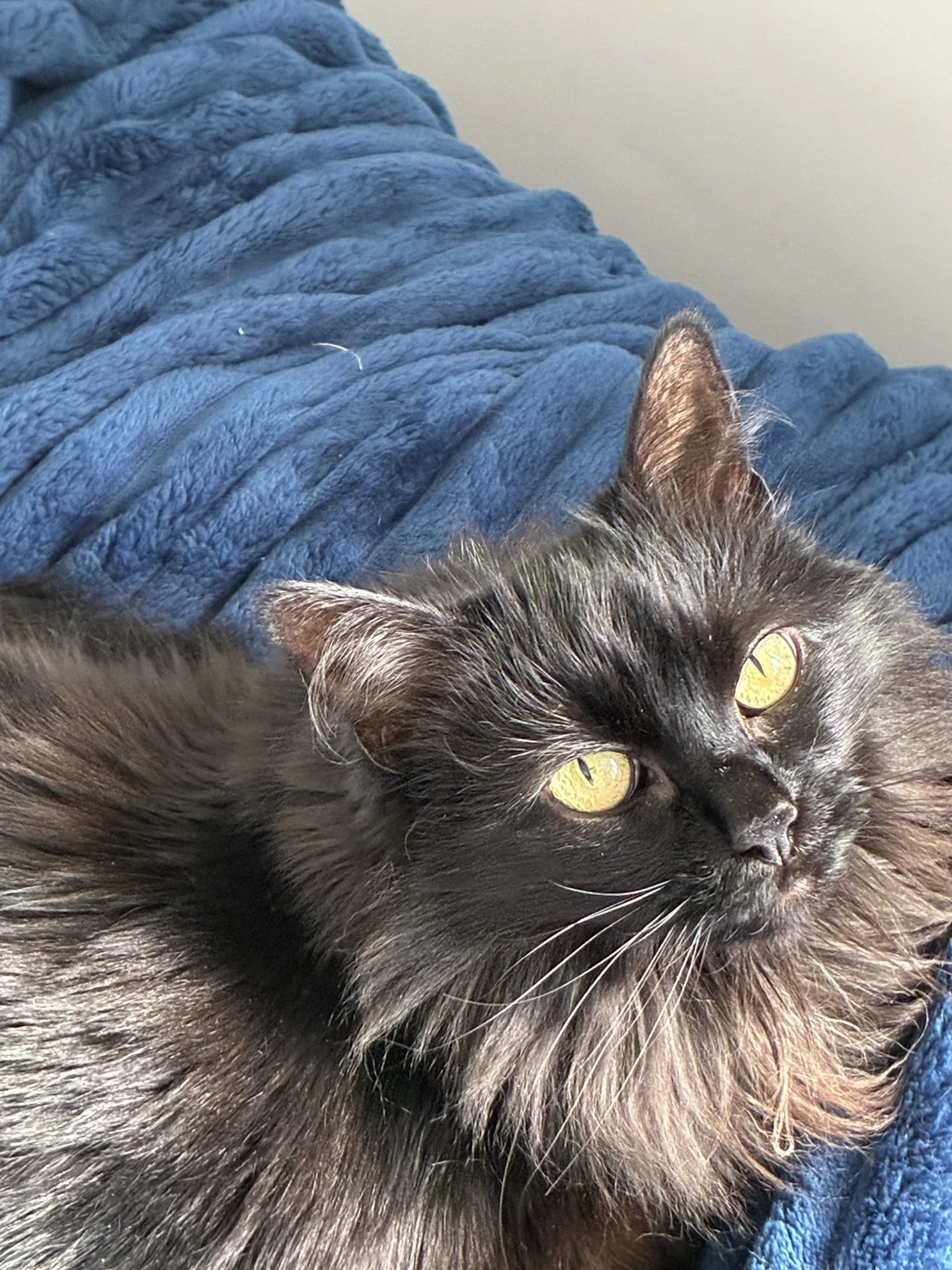 Close-up of a black and gray cat with yellow eyes lying on a blue blanket.
