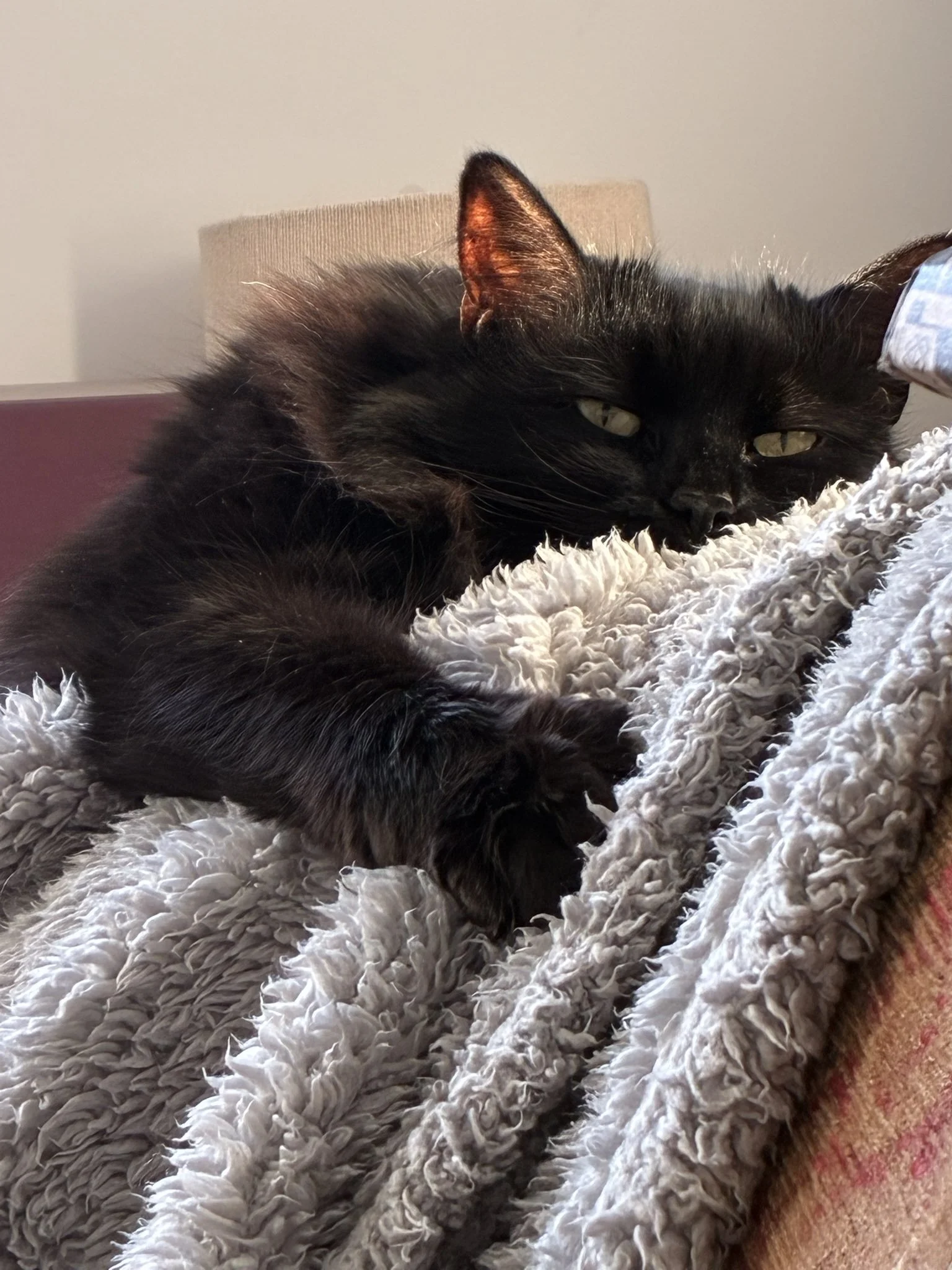 Black cat lying on a fluffy white rug, resting its head and looking at the camera with green eyes, with a beige cushion and wall in the background.