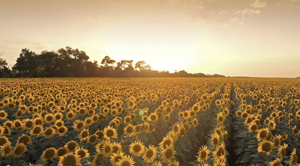 Kayla Hamilton sunflowers hero image.png
