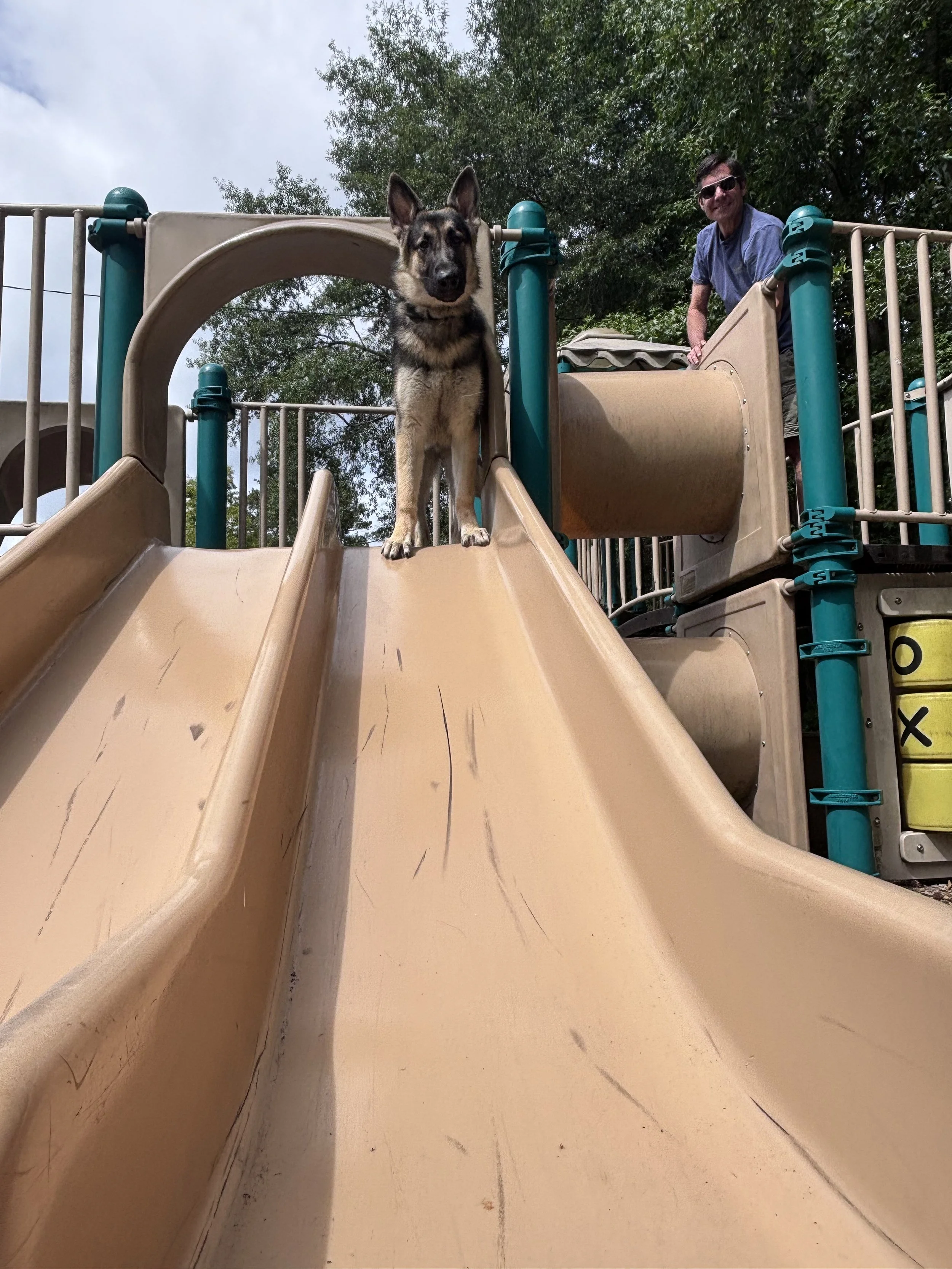 A dog and a person on a playground slide. The dog is positioned at the top of the slide, looking directly at the camera. The person is standing behind the slide, smiling and wearing sunglasses.