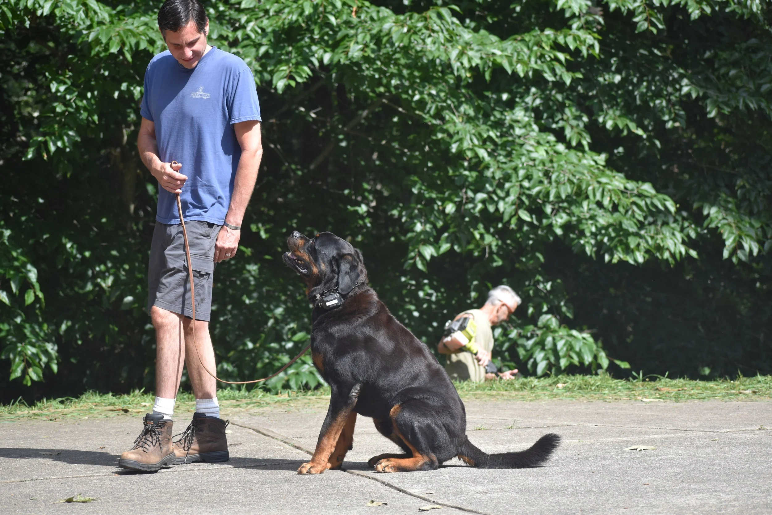 A man in a blue t-shirt and shorts is standing on a sidewalk holding a leash attached to a large black and tan Rottweiler dog sitting attentively and looking up at him, with a background of green trees and two other people in the distance.