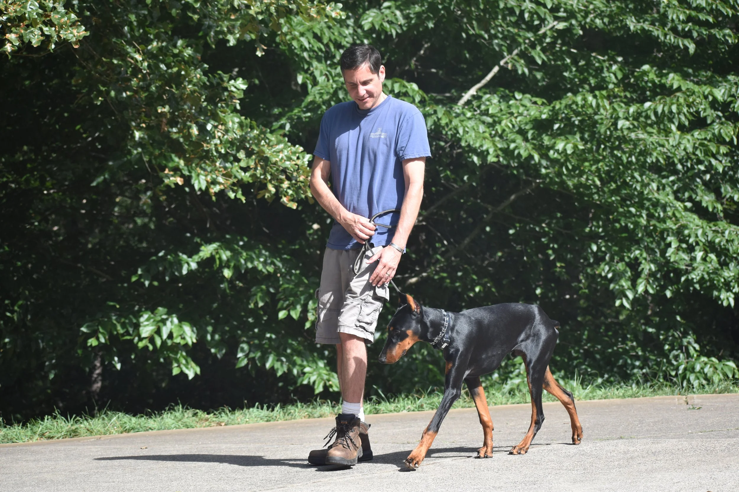 A man in a blue T-shirt and beige shorts walking a large Doberman dog on a leash on a sidewalk, with green foliage in the background.
