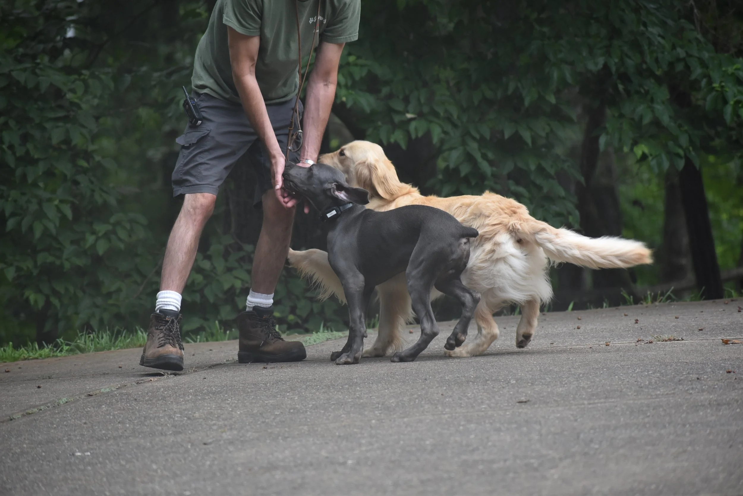 A person in khaki shorts and a green T-shirt training three puppies outdoors on a paved path with green trees in the background, using commands or treats.