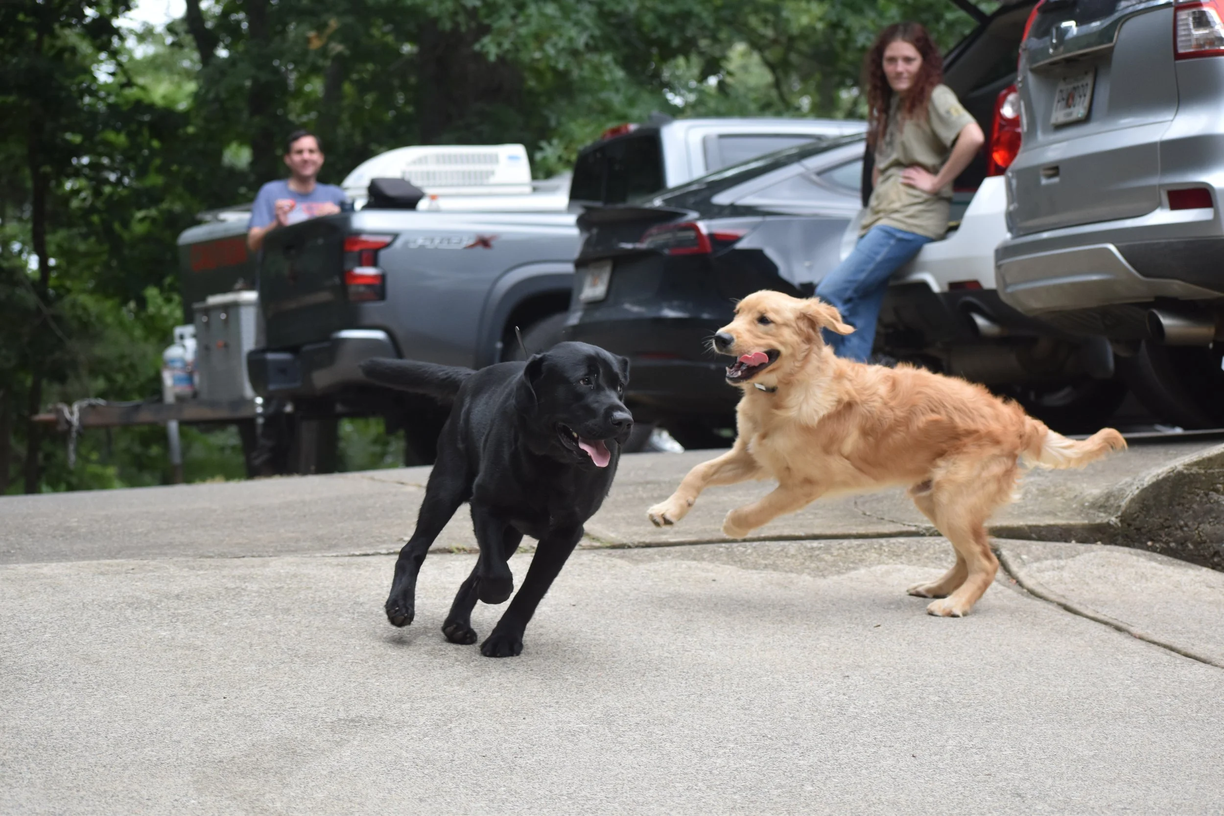 Two dogs, a black Labrador and a golden retriever, playing on a sidewalk in front of parked cars, with people visible in the background.
