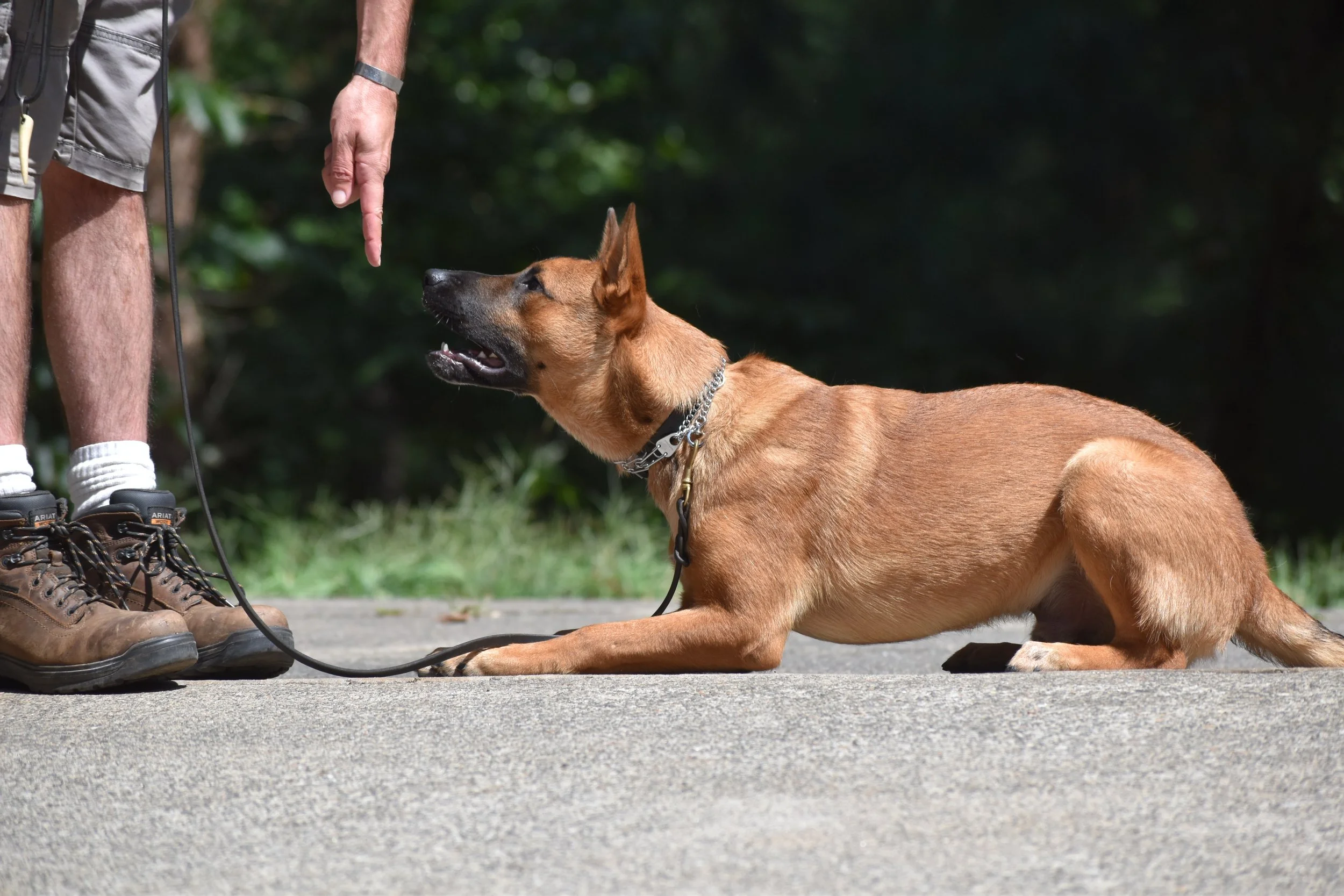 A person wearing beige shorts, hiking boots, and white socks standing on a sidewalk with a tethered brown dog lying down. The person is pointing at the dog, who is looking up attentively. The background shows greenery and trees.