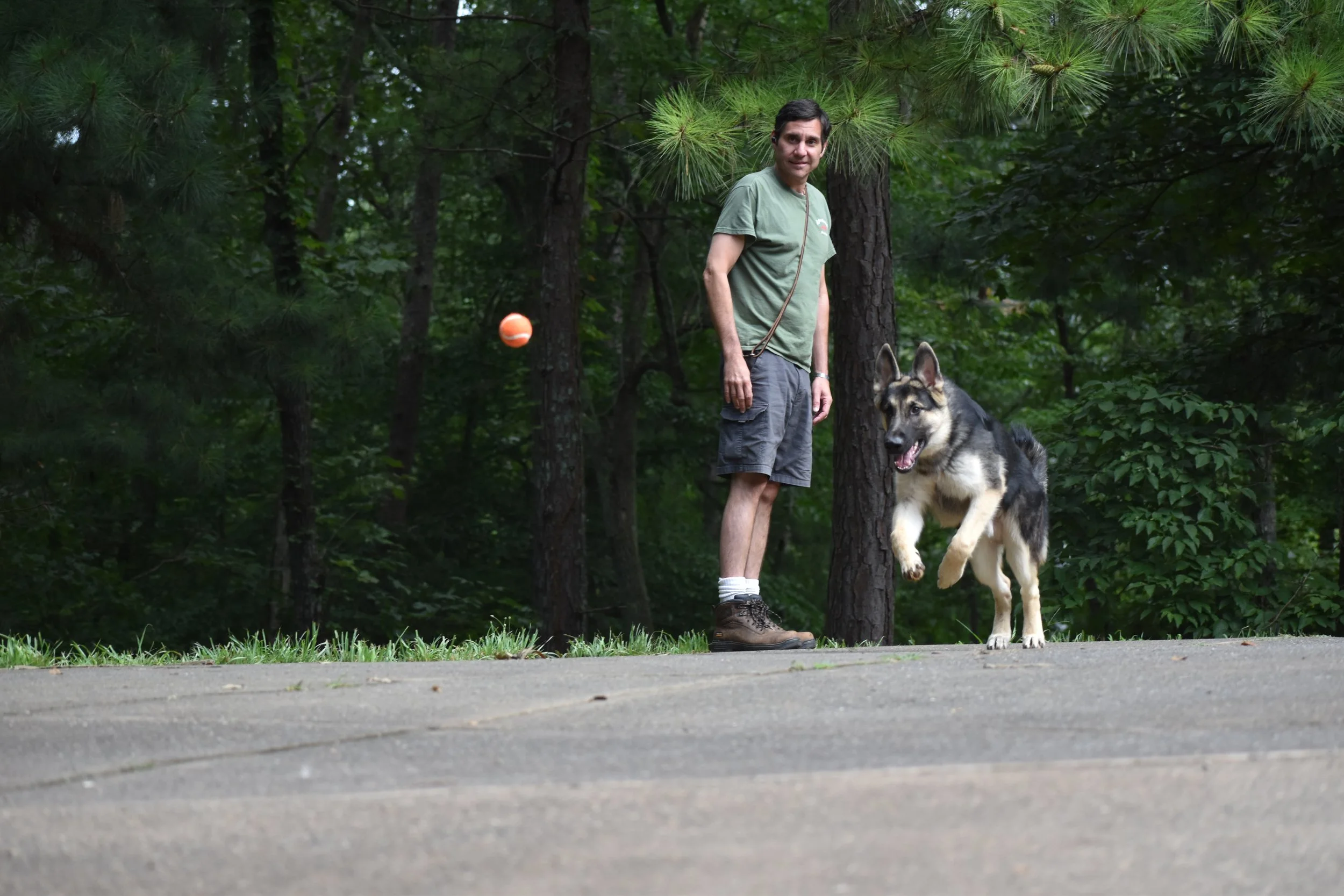 A man walking a dog in a wooded park, with a ball in mid-air and trees in the background.