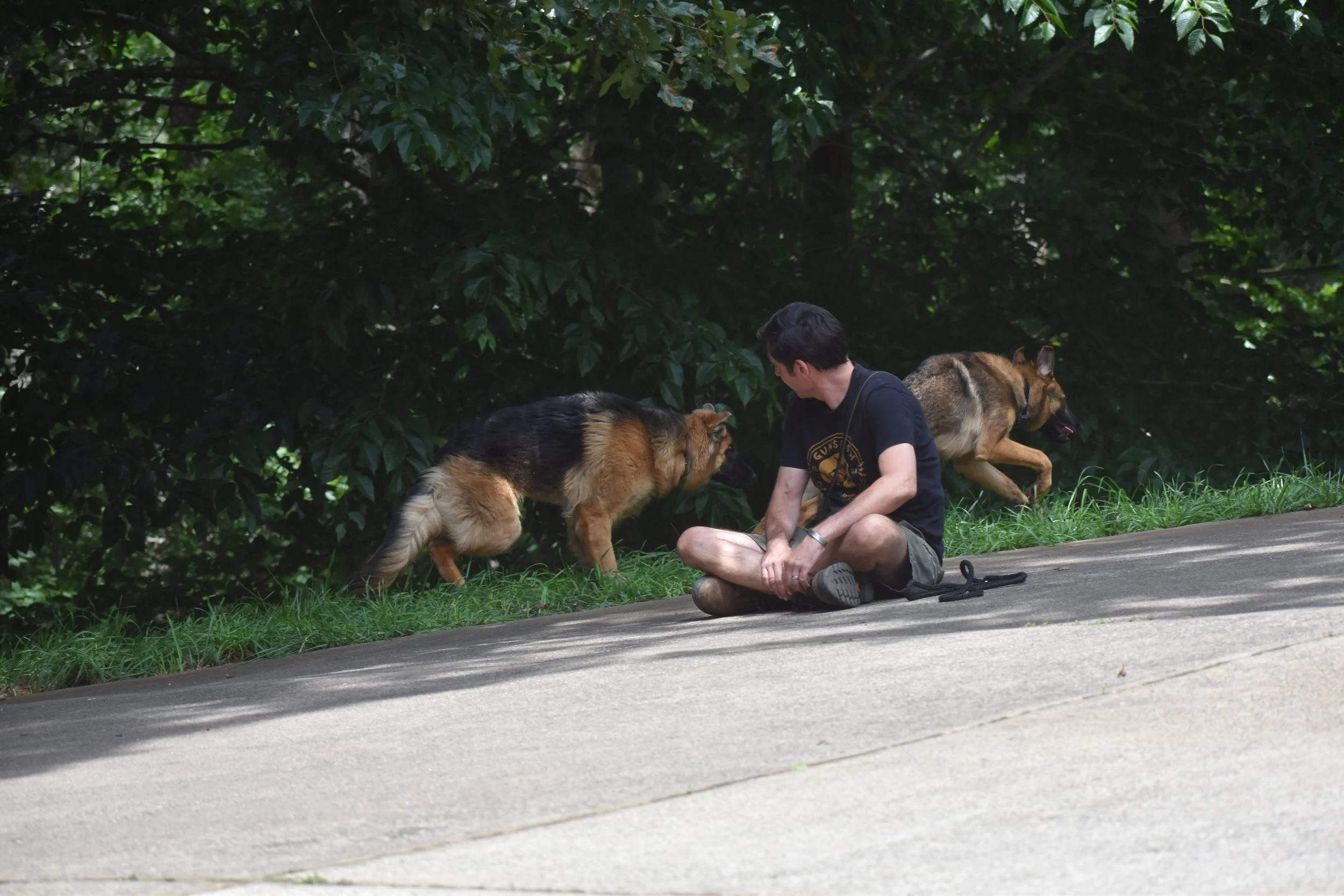 A man is sitting on the sidewalk next to two German shepherd dogs, with one dog standing and the other running towards him. They are in a park with green trees in the background.