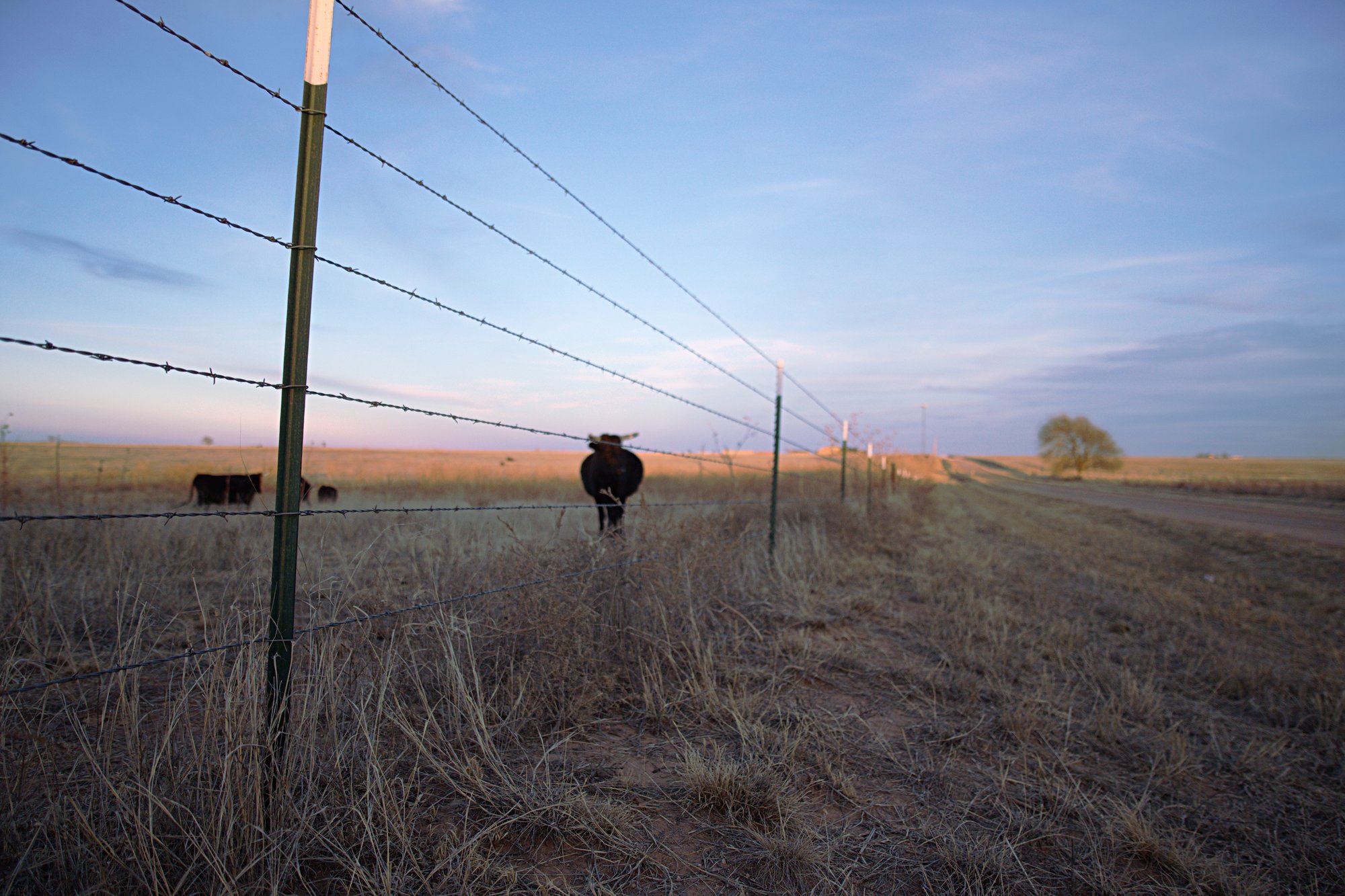 BlueHour_FrostFence_30x20_CANVAS_web.jpg
