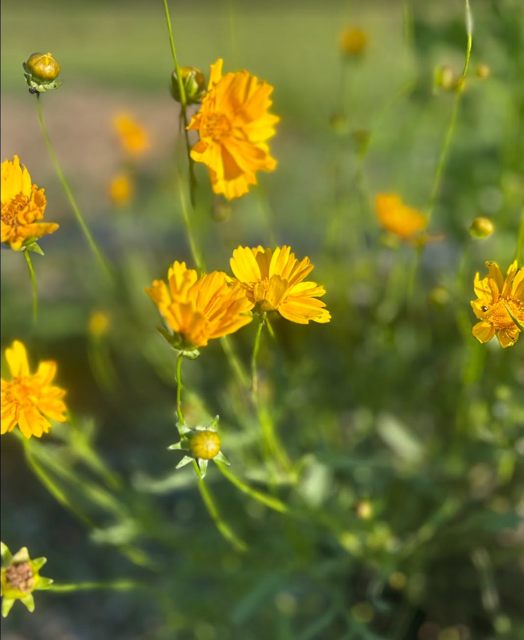 The pollinator garden