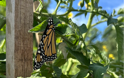 september monarchs:  a time of change
