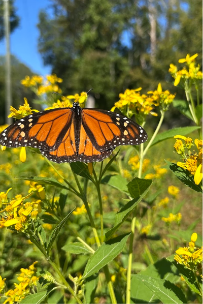 Garden Ecosystem Blog