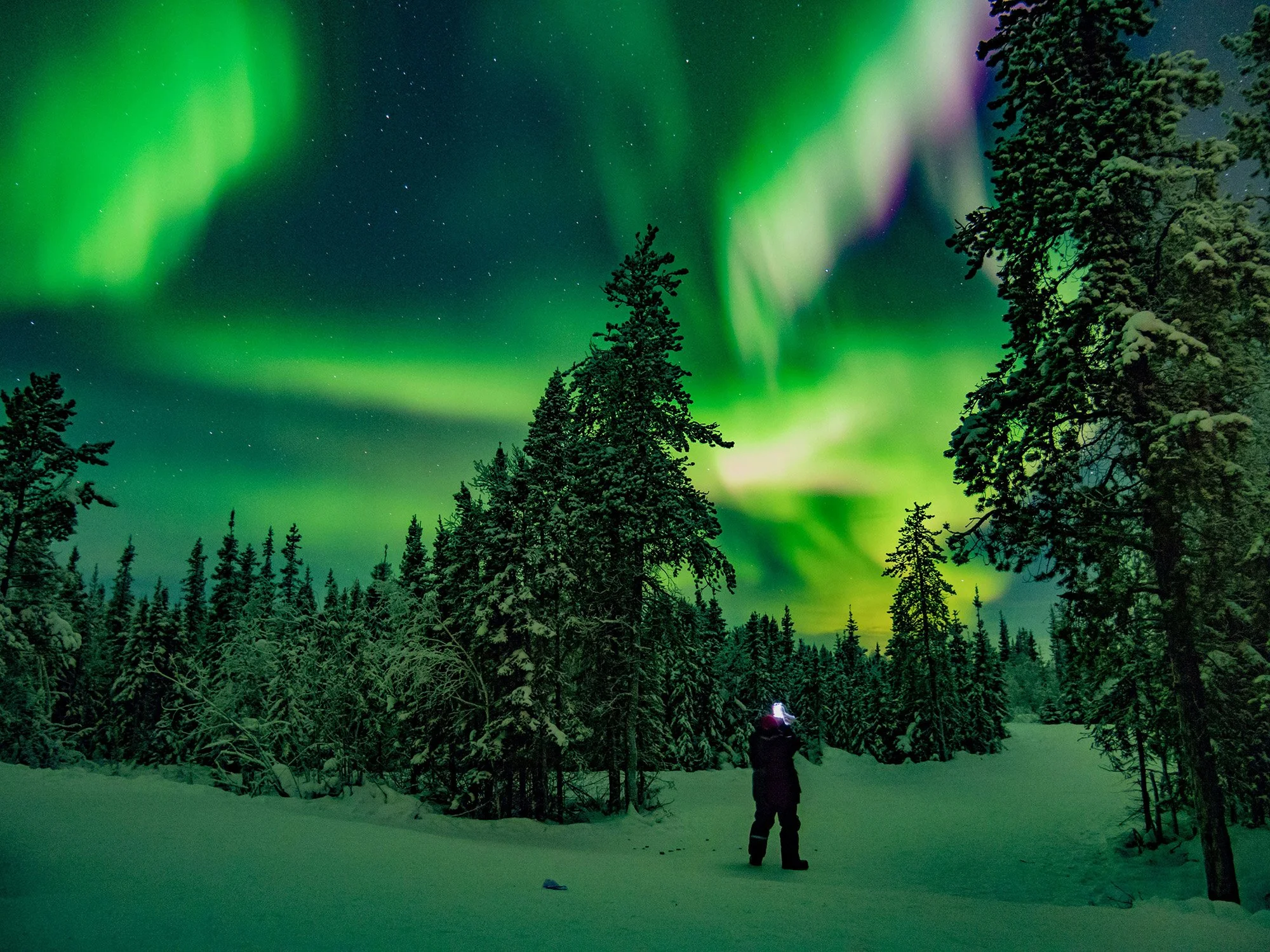 A person standing in a snow-covered forest at night, looking up at the green and purple Northern Lights in the sky.