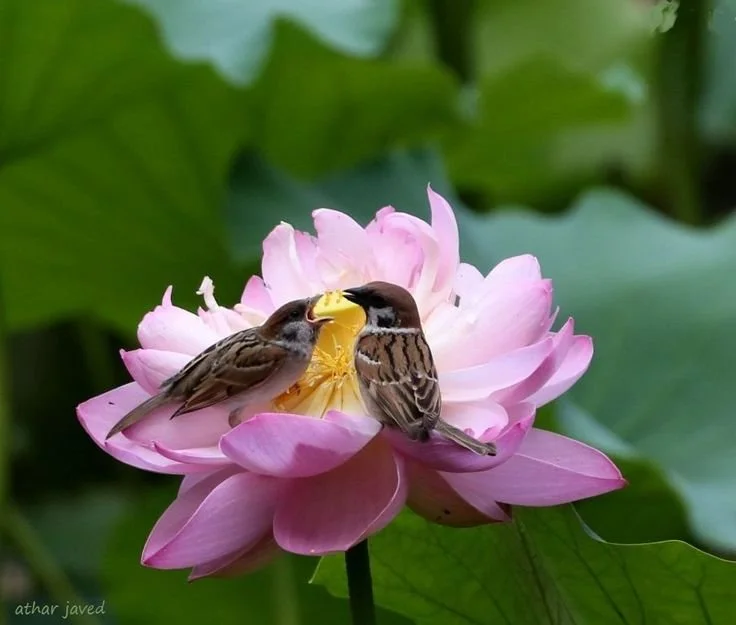Two birds are on a pink water lily flower with yellow center, surrounded by large green leaves.