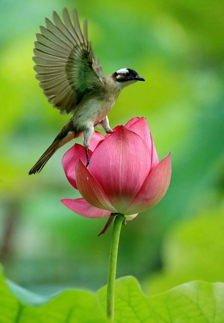A bird with outstretched wings perched on a pink lotus flower in a green natural setting.
