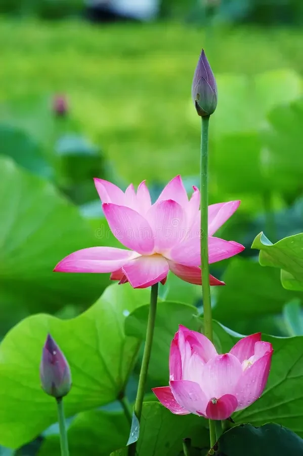 Pink lotus flowers with green leaves and buds in a pond.