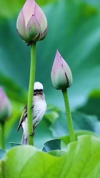 A small bird perched on a green stem of a lotus plant, with two closed pink lotus buds and large green leaves in the background.