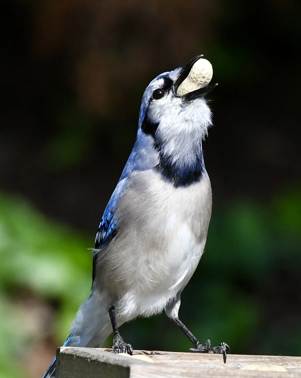 These guys can stuff a few peanuts into their gular pouch and carry them home or hide them.