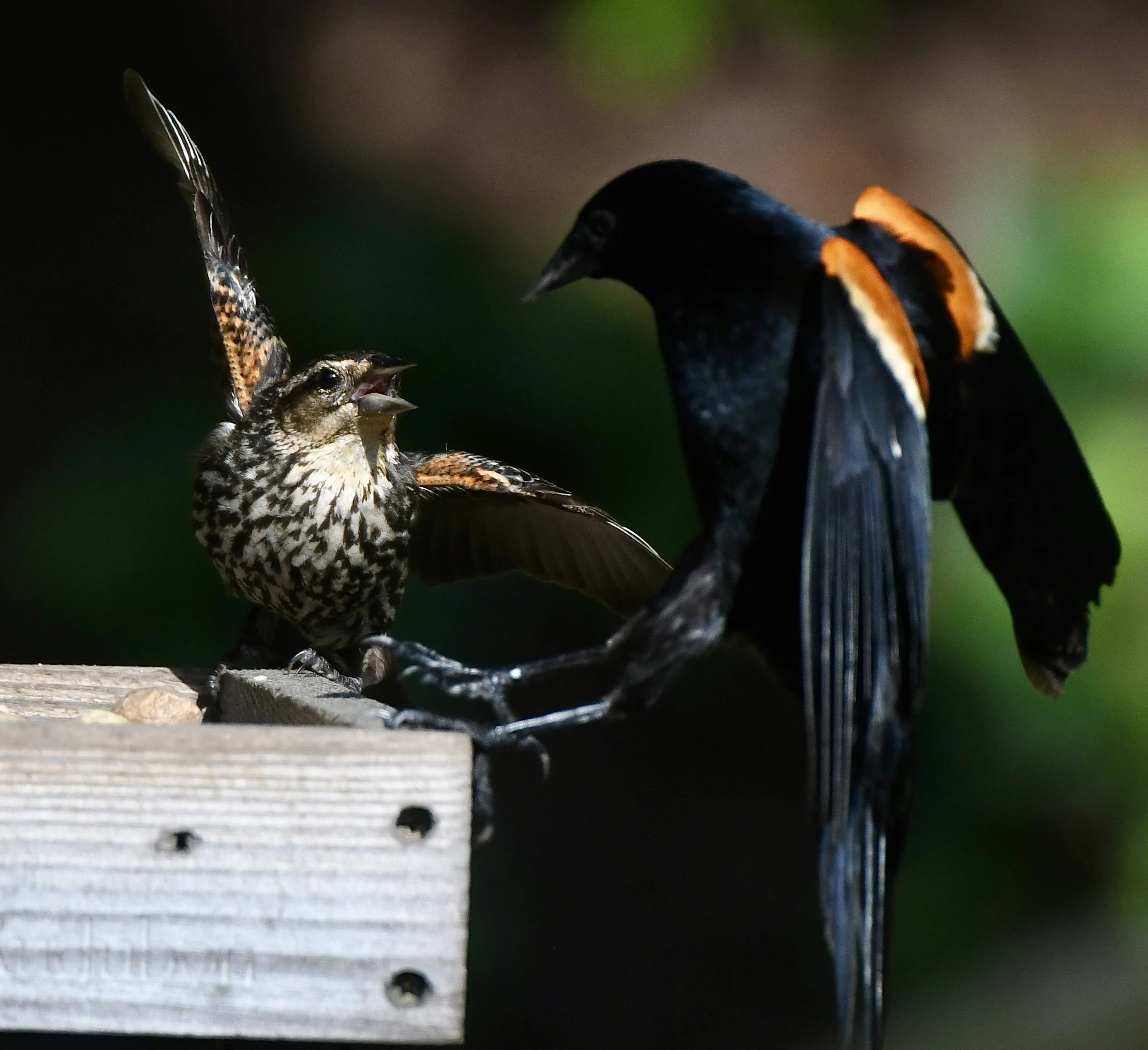 A bird with brown and white feathers singing or calling to a larger black bird with orange markings on its wings, wings partially open, perched on a wooden surface.