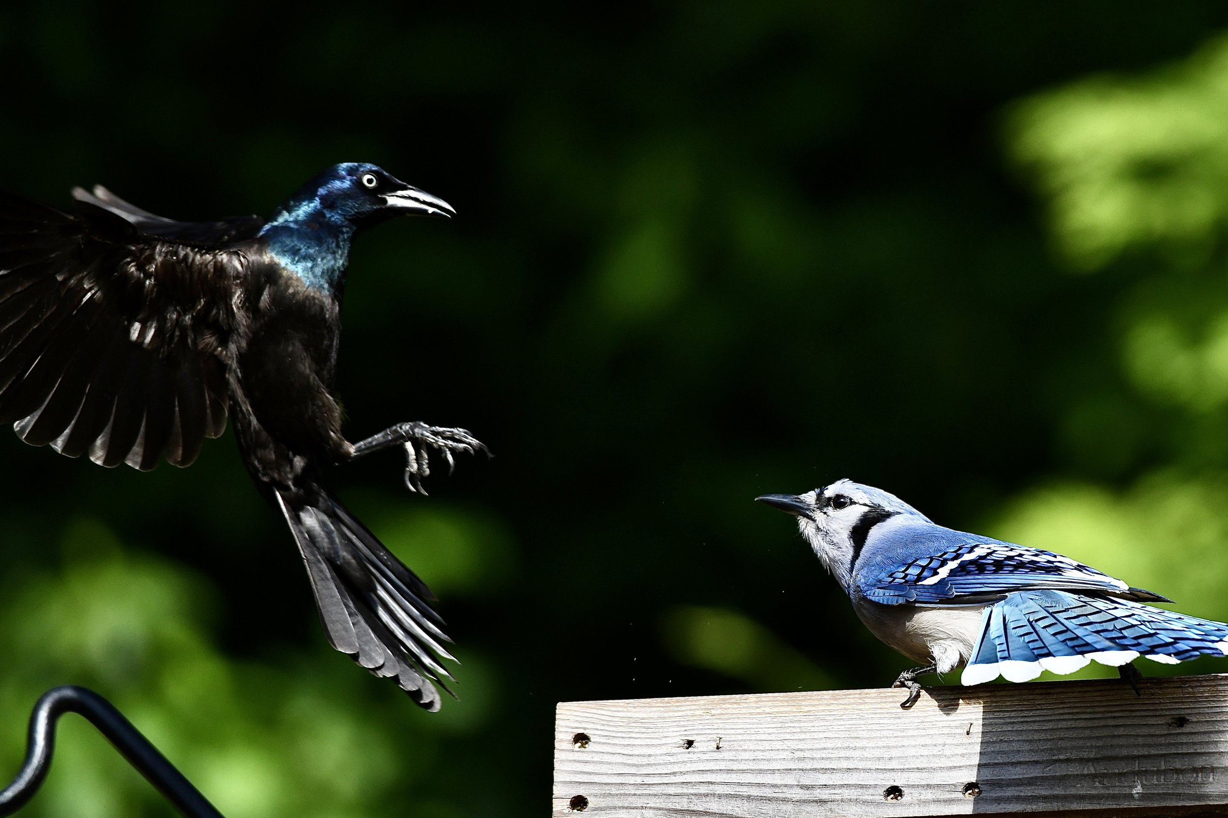 A black glossy bird with blue highlights and a white eye flying towards a blue and white bird perched on a wooden birdhouse.