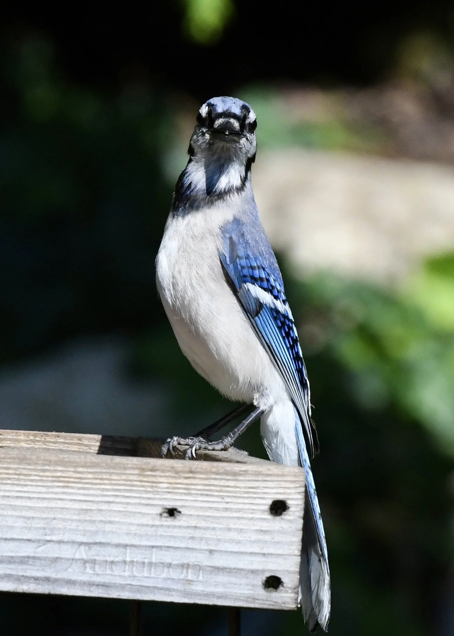 A blue jay bird perched on a wooden birdhouse with a dark blurred background.