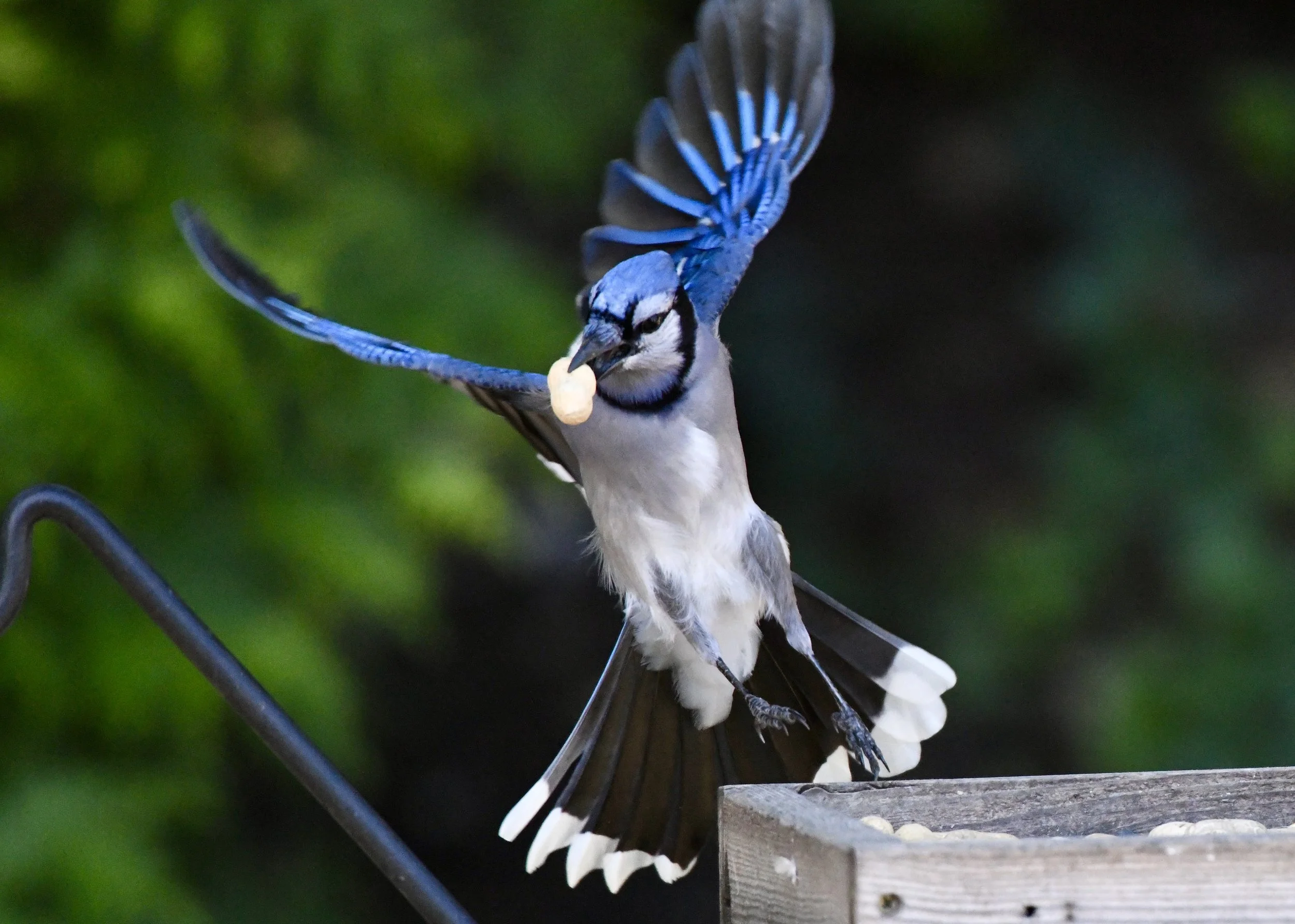 Close-up of a blue and white bird with a peanut in its beak perched on a wooden birdhouse, with a green blurred background.