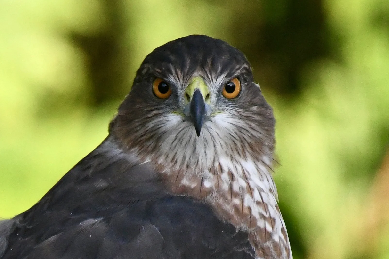 Close-up of a hawk with orange eyes and a sharp beak, set against a blurred green background.