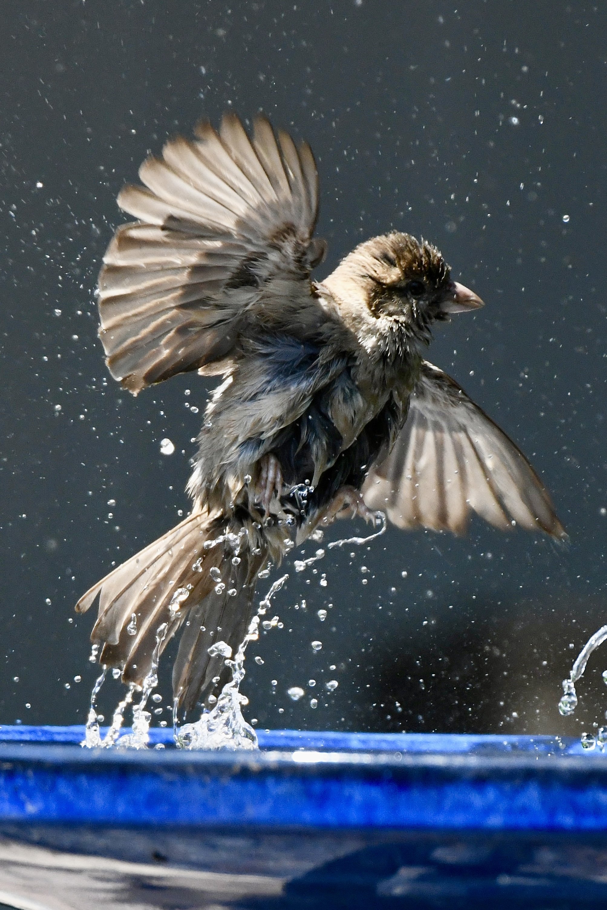 A bird, possibly a sparrow, splashing in water with water droplets around it, against a dark background.