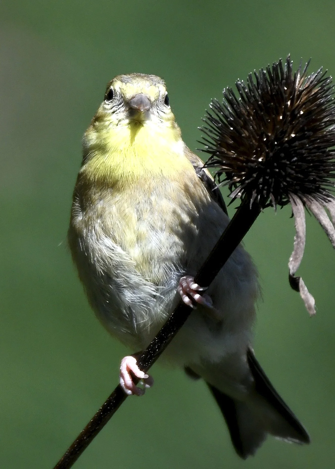 A small bird with yellow and grey feathers perched on a thin black branch next to a spiky brown seed pod.