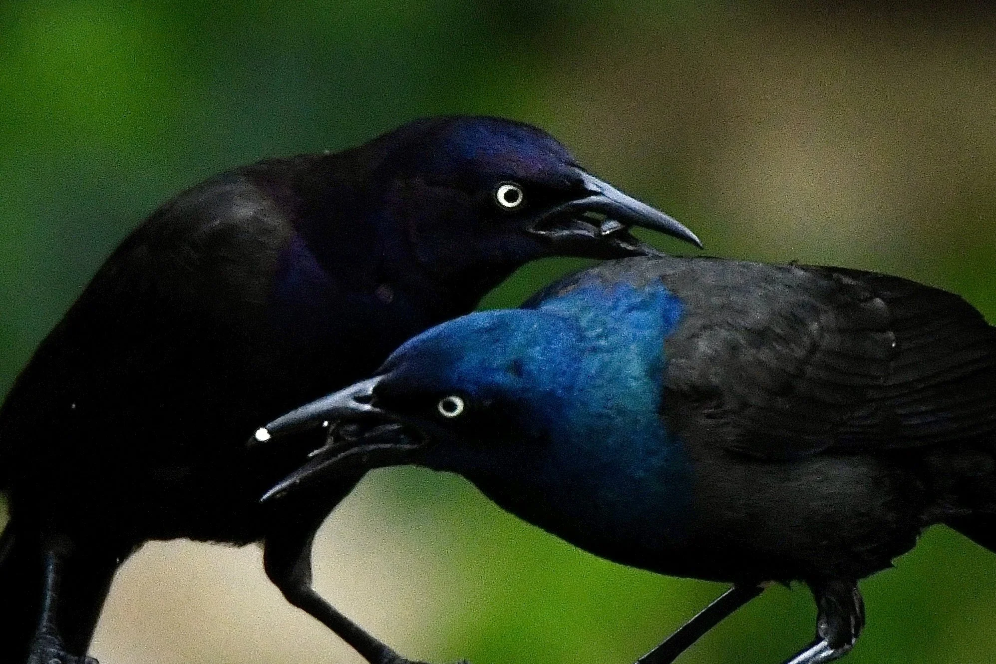 Close-up of a group of black and blue birds perched together, with vivid backgrounds and detailed feathers.