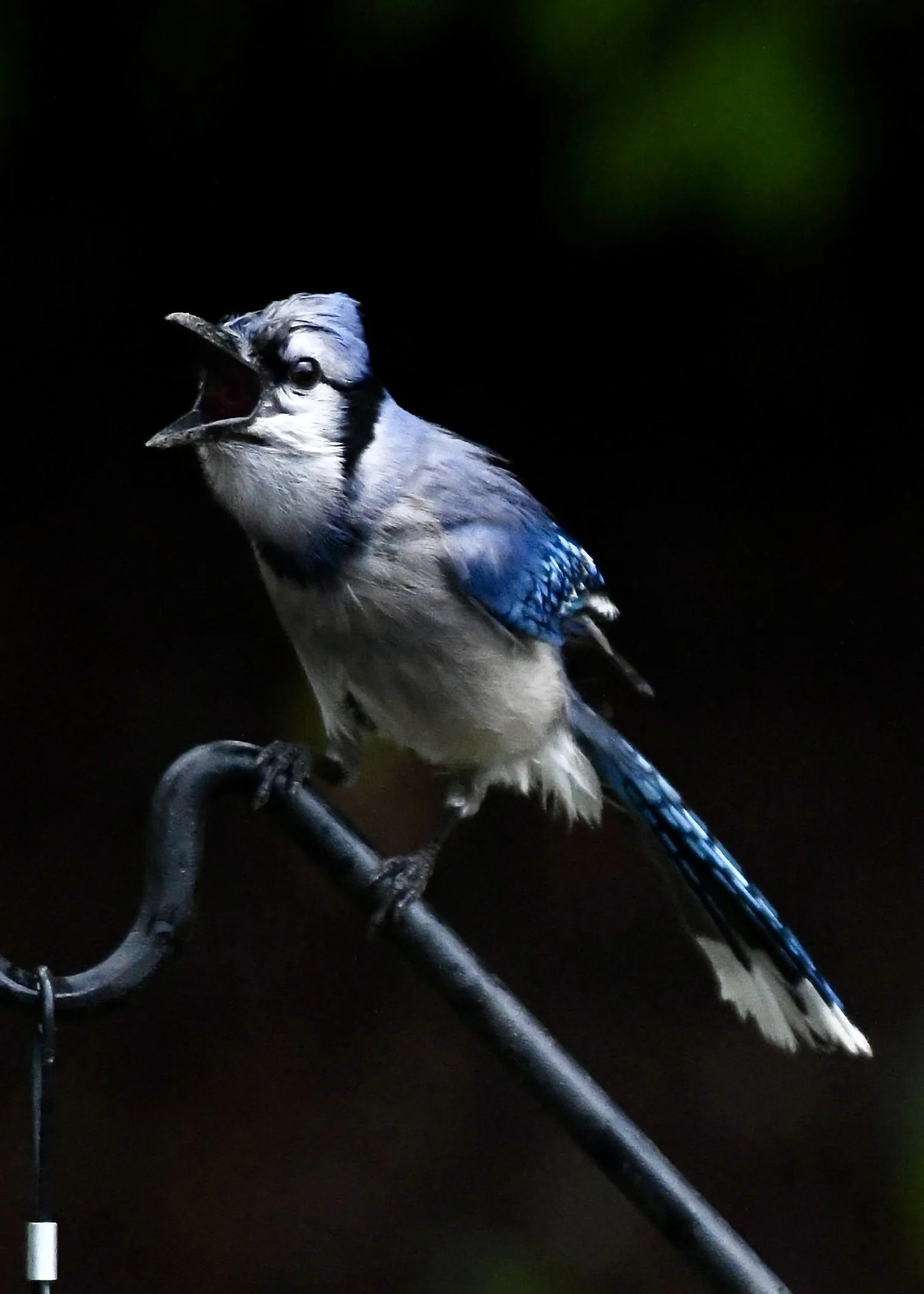 A blue jay bird perched on a metal hook with its beak open, against a dark background with a hint of green light.