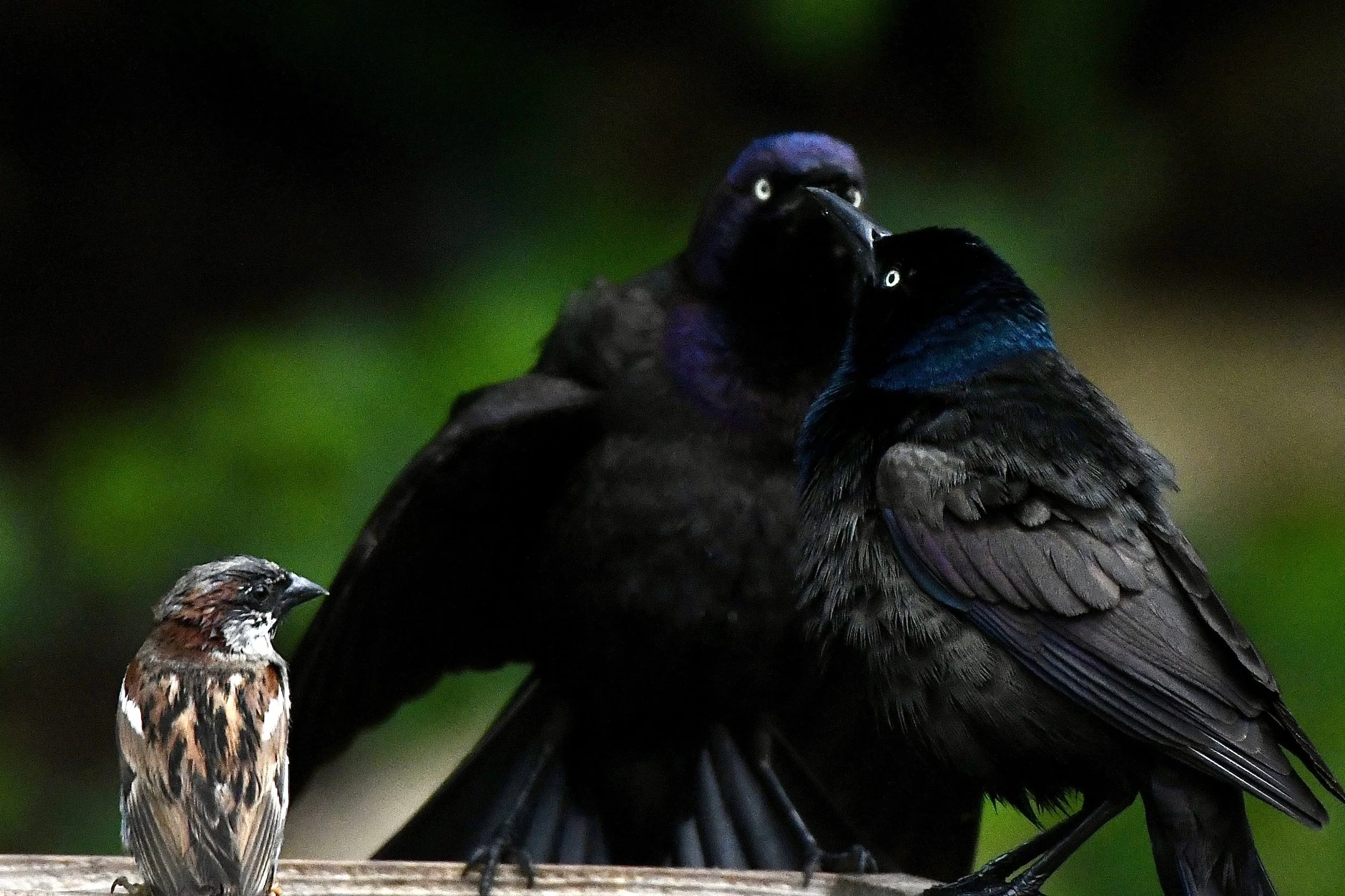 Two birds perched on a branch, one significantly larger with dark iridescent feathers and yellow eyes, and a much smaller bird with brown, white, and black plumage.