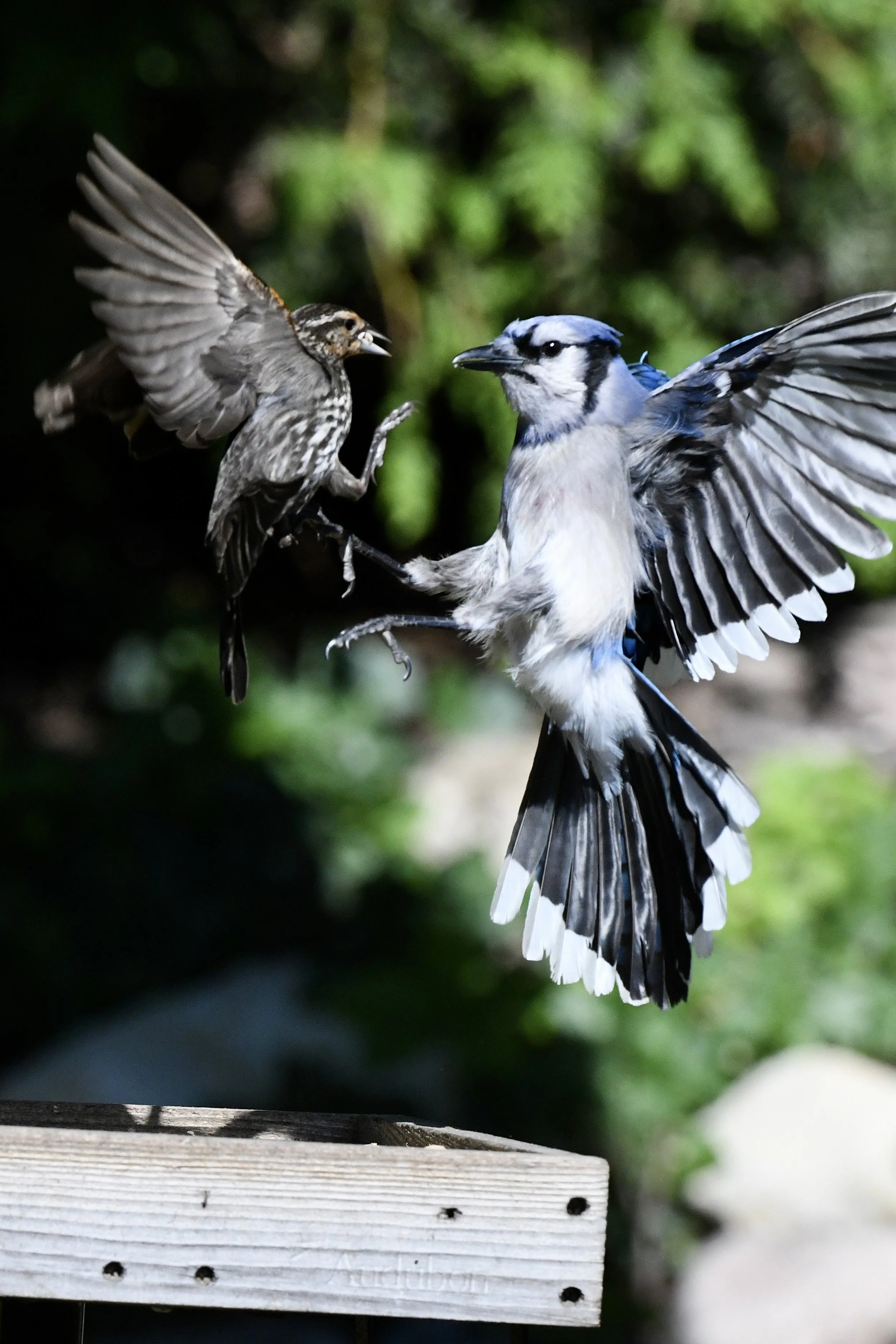 A blue jay and a brown sparrow fighting on a birdhouse with a blurred green background.