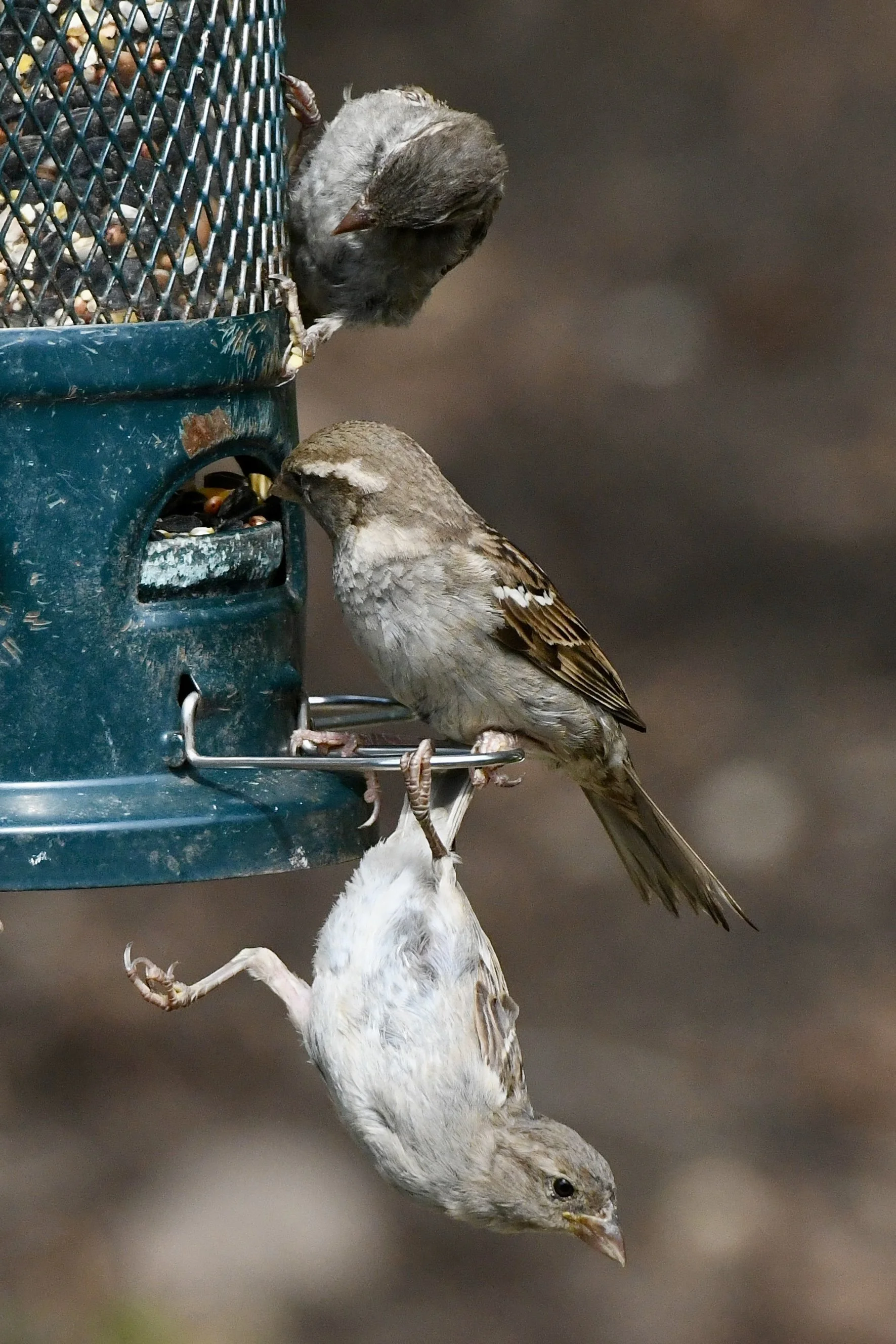 Two birds on a bird feeder, one perched upside down and eating seeds, the other hanging onto the side of the feeder.