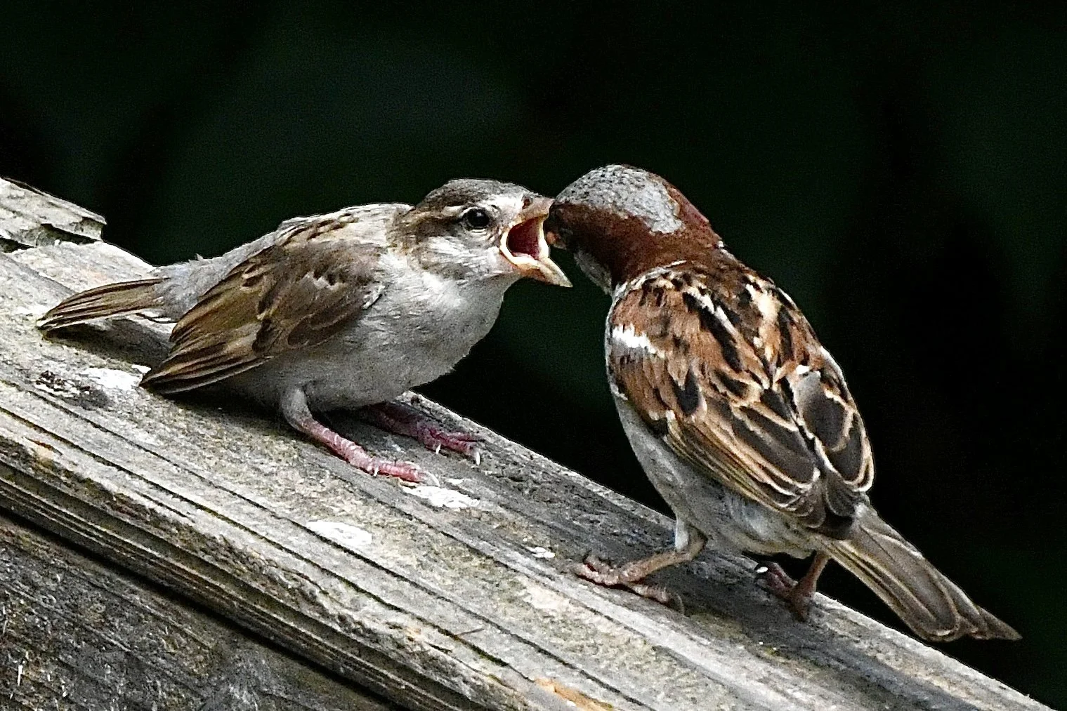 Two small birds on a weathered wooden surface, with one bird's beak open as if calling or feeding the other.