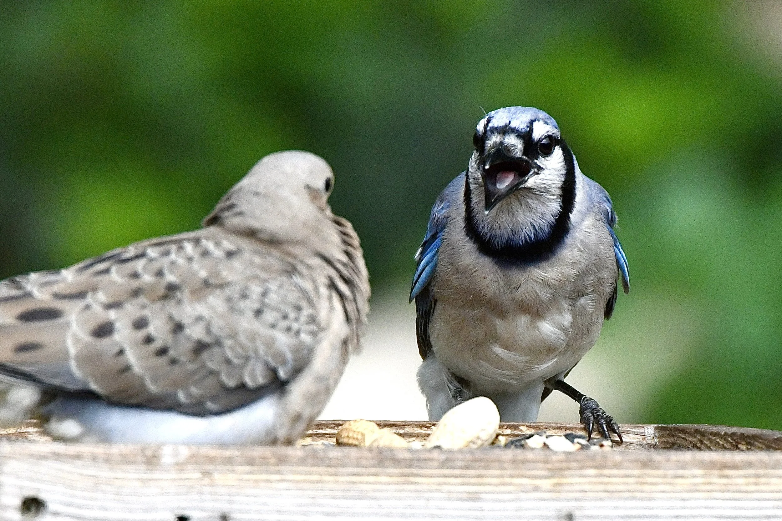 Two birds, a Eurasian blue tit and a dove, are perched on a wooden surface with some food scattered in front of them, set against a blurred green background.