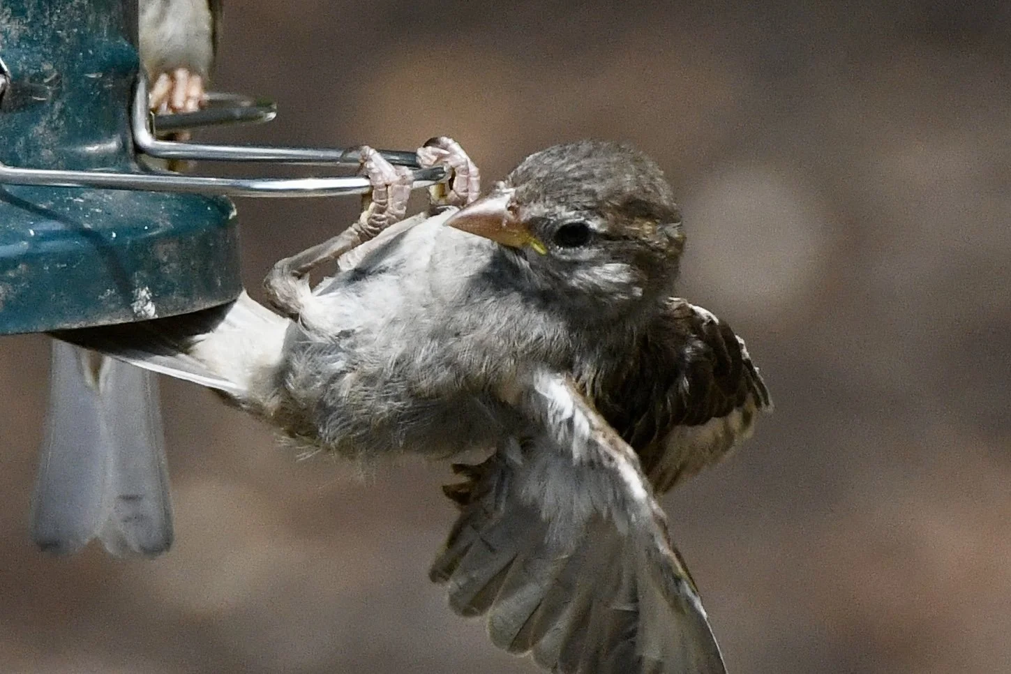 A bird perched on a bird feeder, holding a smaller bird in its beak.