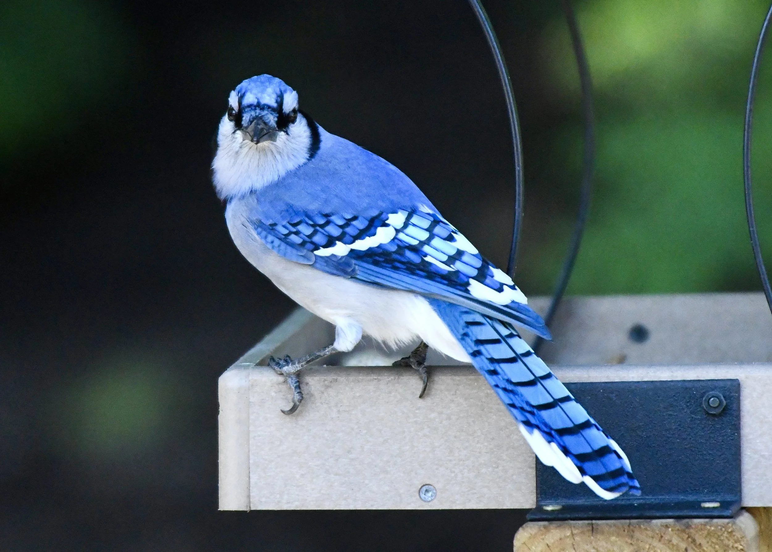 Blue jay bird perched on a wooden birdhouse.