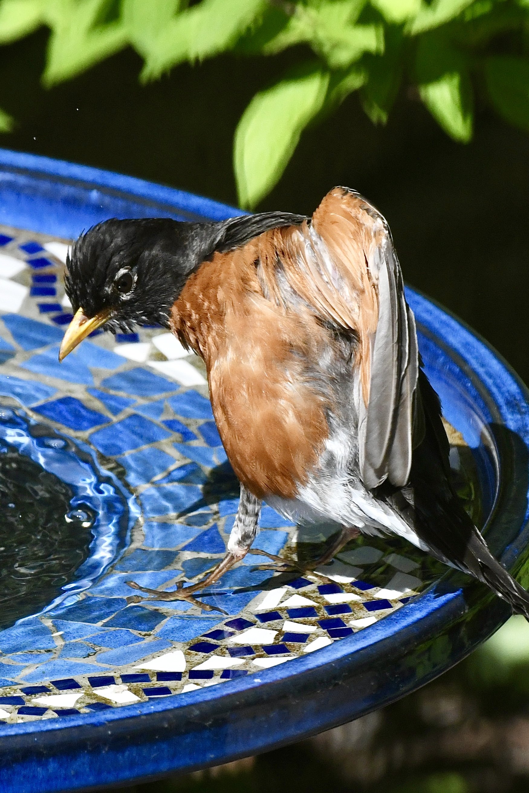 A bird perched on the edge of a blue and white mosaic-tiled birdbath, with water in it, green leaves in the background.