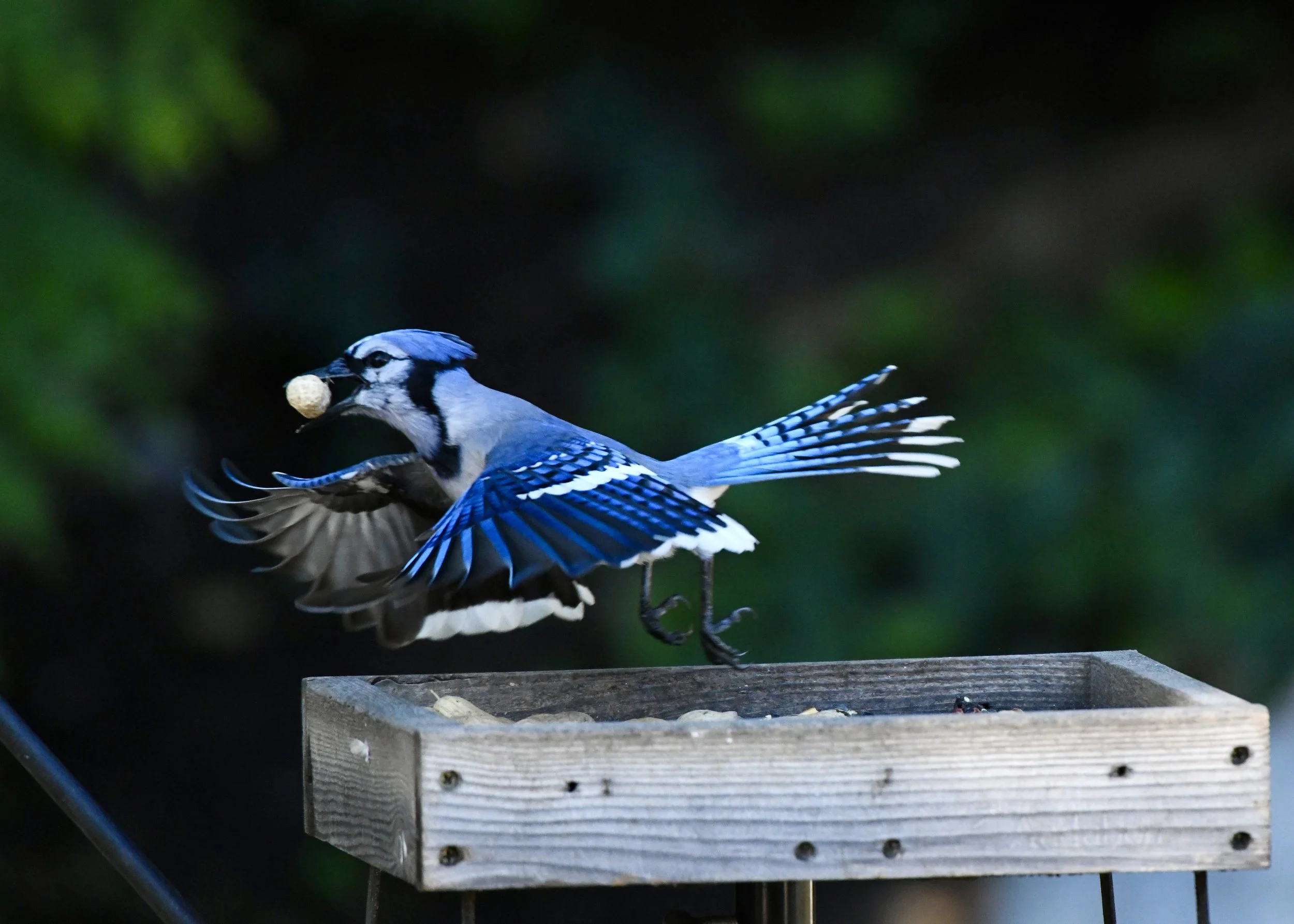 A blue jays bird with black, white, and blue feathers is in mid-flight, landing on a wooden bird feeder with a nut in its beak, set against a dark green background.
