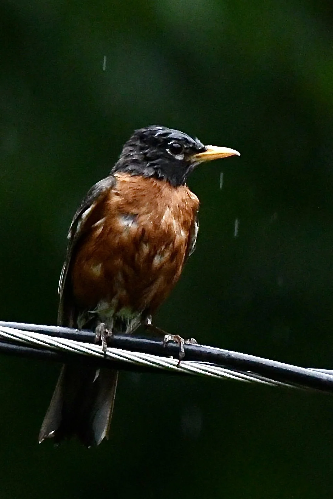 A bird with a black head and orange-brown body perched on a wire against a dark green background.