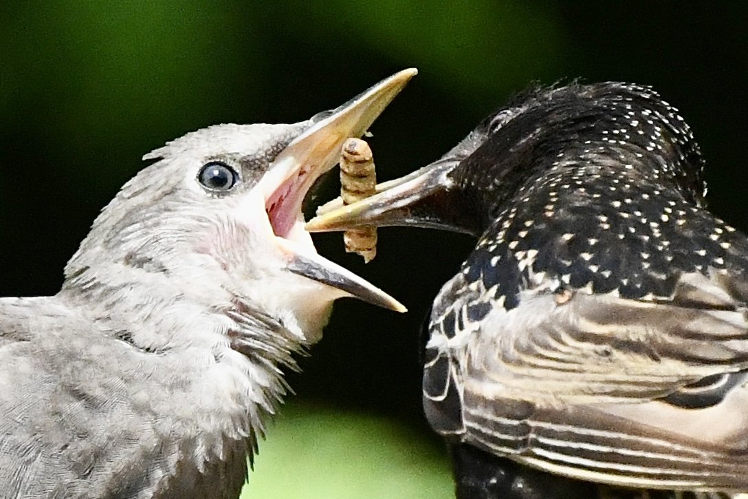 A baby bird with its beak open being fed by a larger bird with barred black and white feathers.
