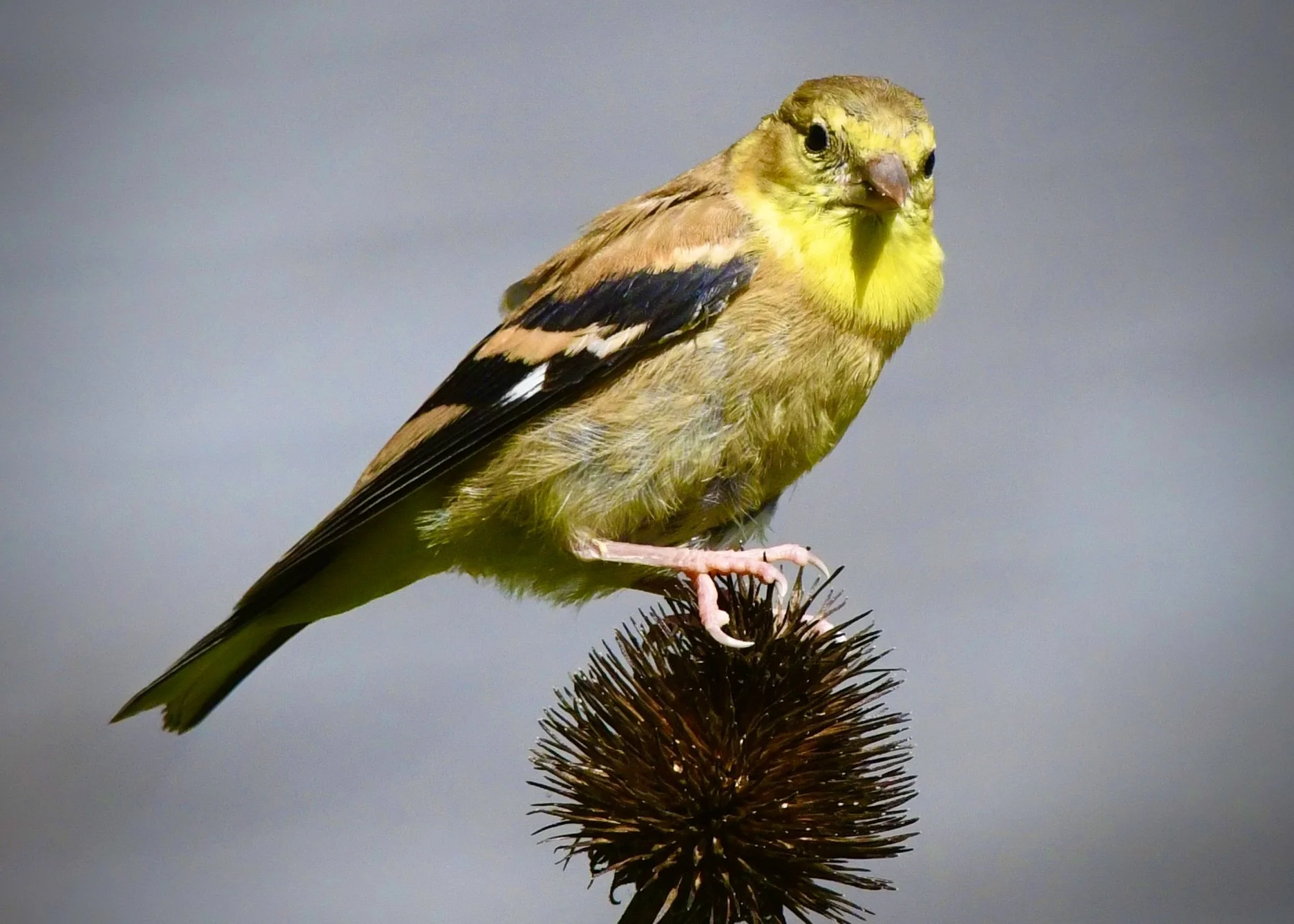 A small yellow bird with brown and black markings perched on a spiky plant stem against a plain gray background.